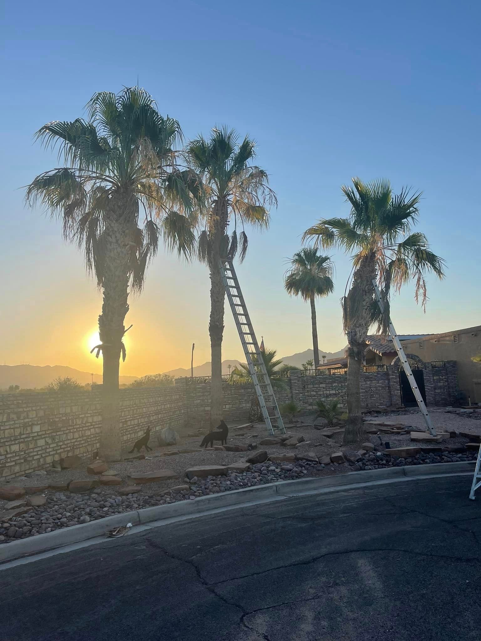 Tree Removal for Oliver L. Palm & Tree services in Yuma, AZ