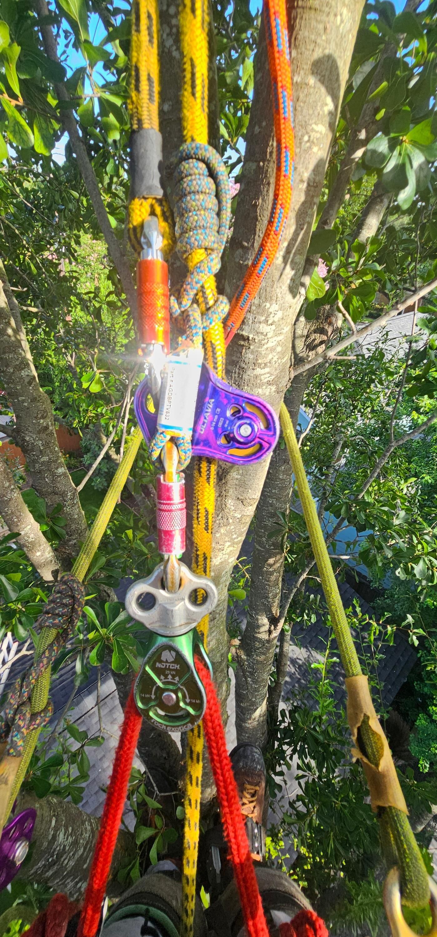  for Servin's Tree Care  in Houston, TX