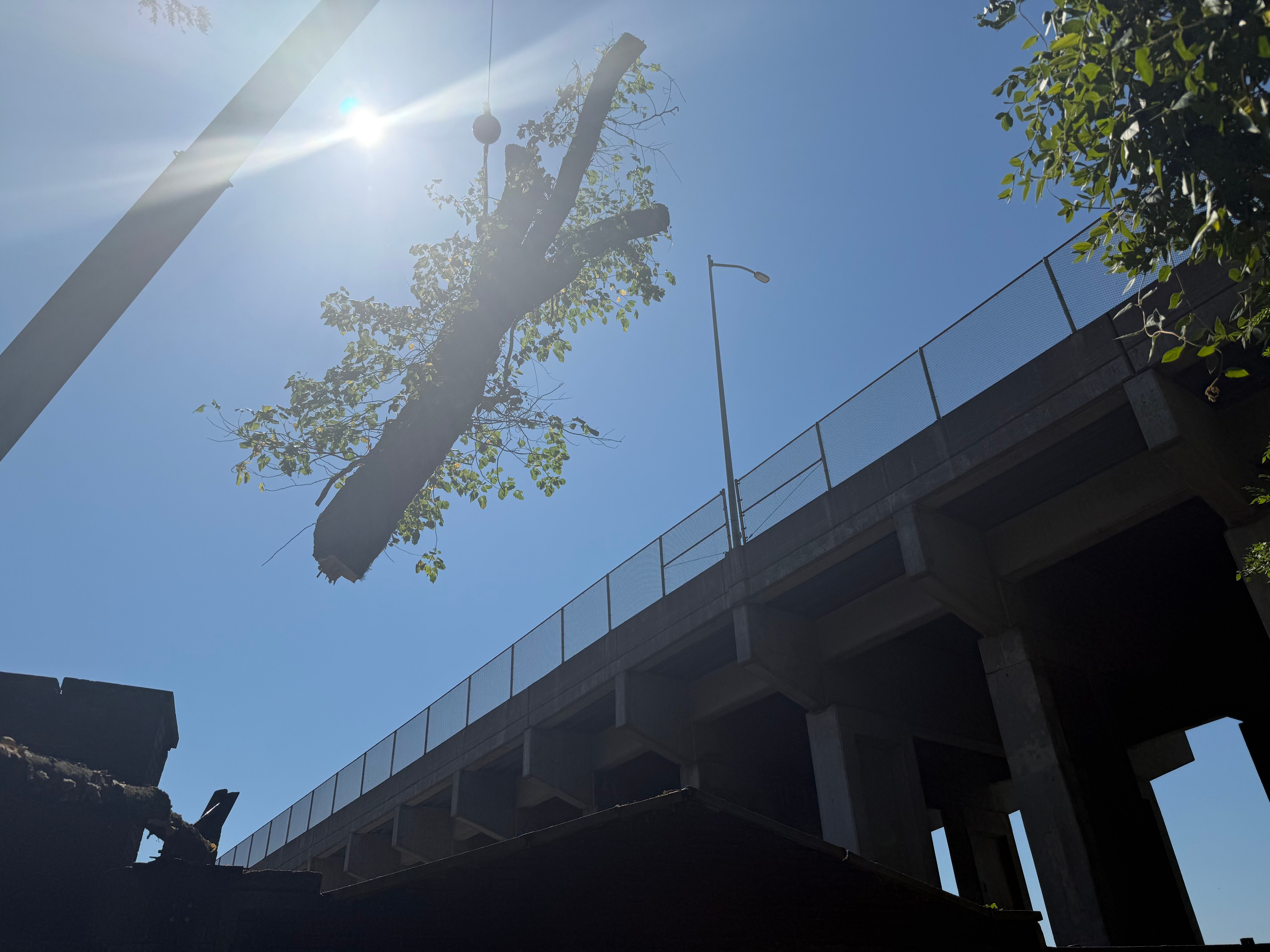  for TLC Professional Tree Service in Bedford, TX