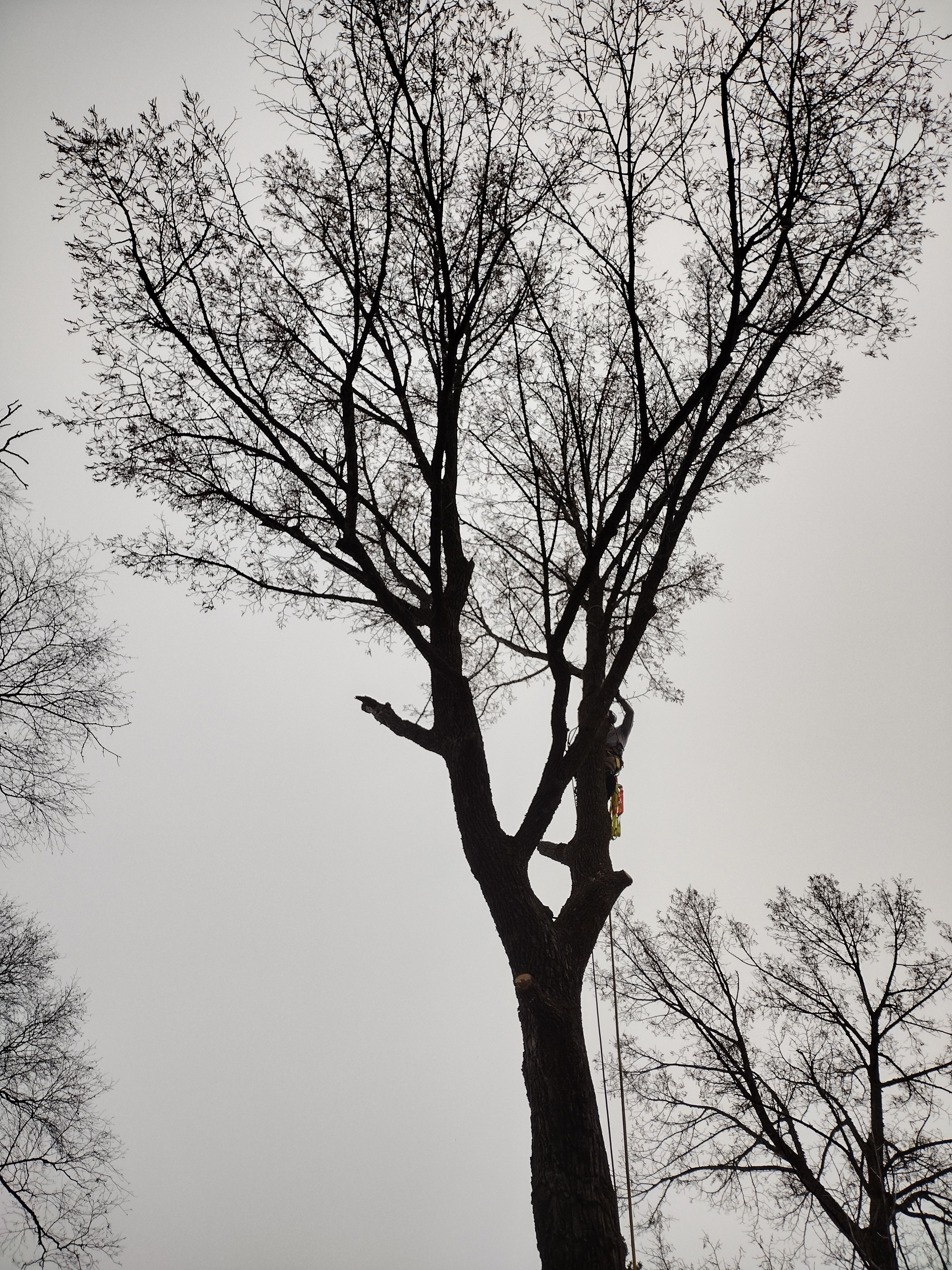  for Dan's Tree Service LLC in Bemidji, MN