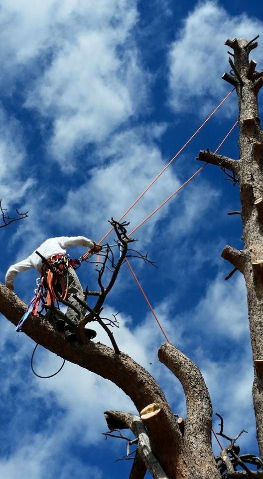 All Photos for Beetle Busters LLC in Centennial, CO