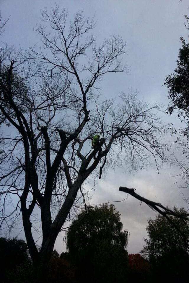 Tree Removal for Buffalo Family Tree Care in Buffalo, MN