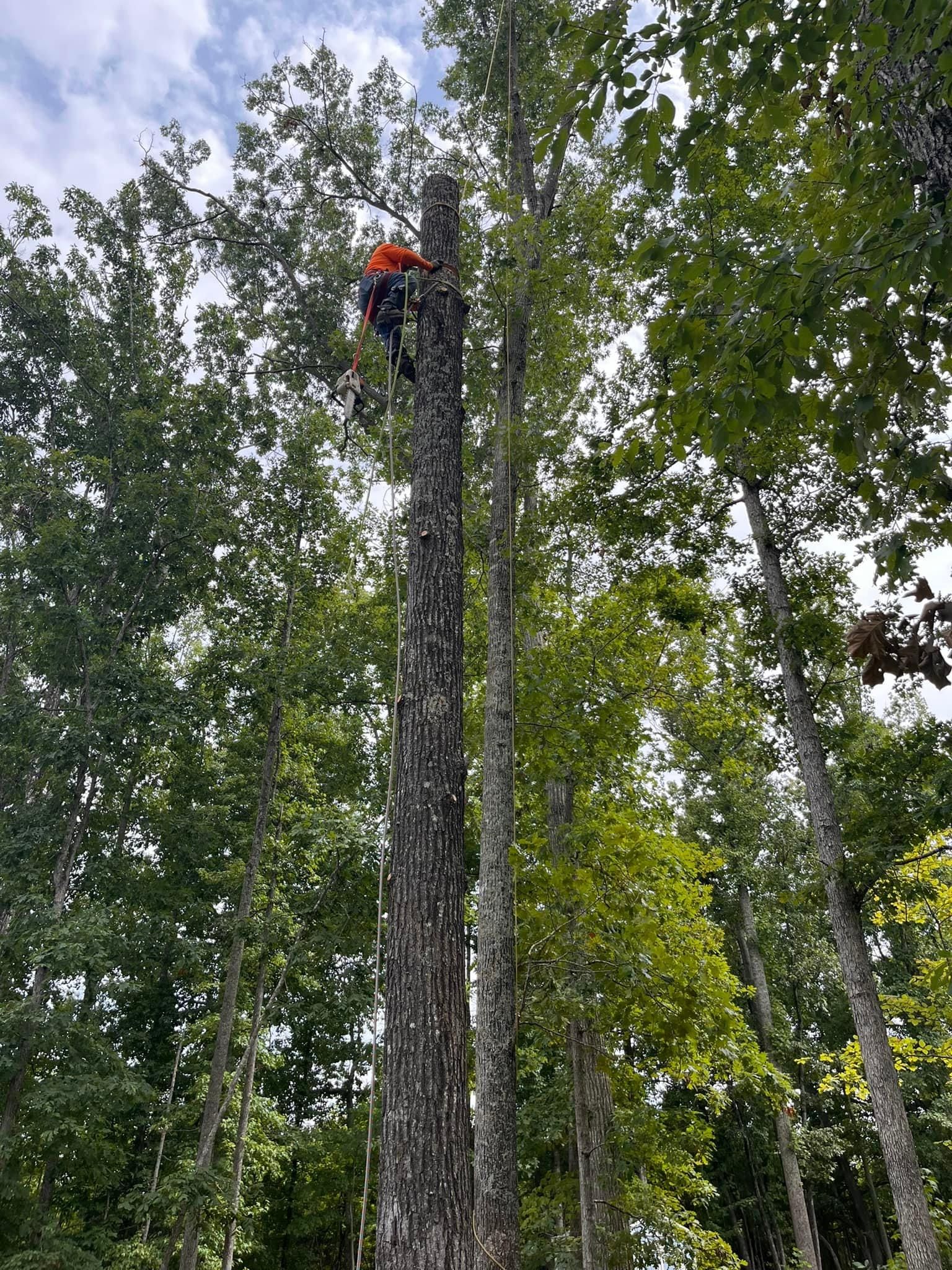  for Ricky's Tree Service & Property Care in Orange, VA