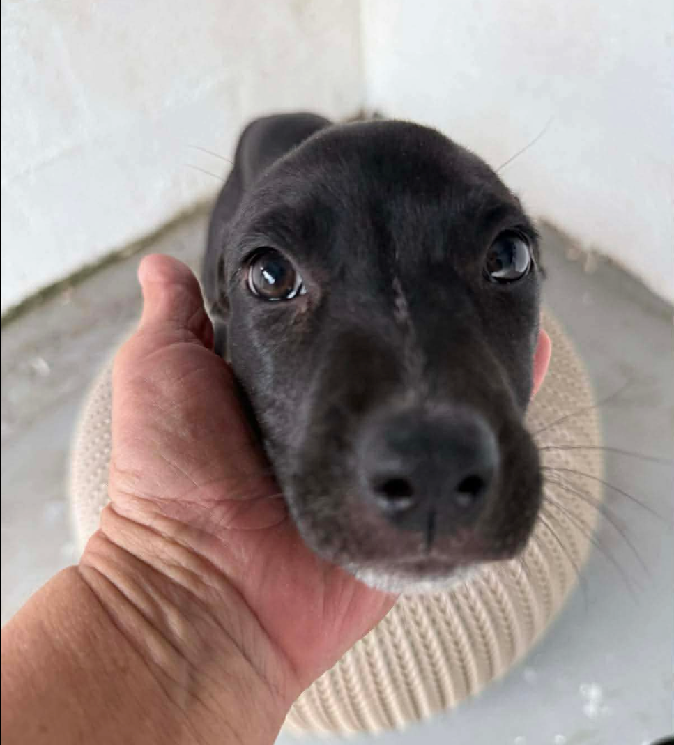  for Sullivan Sanctuary of Maine in Brunswick, ME