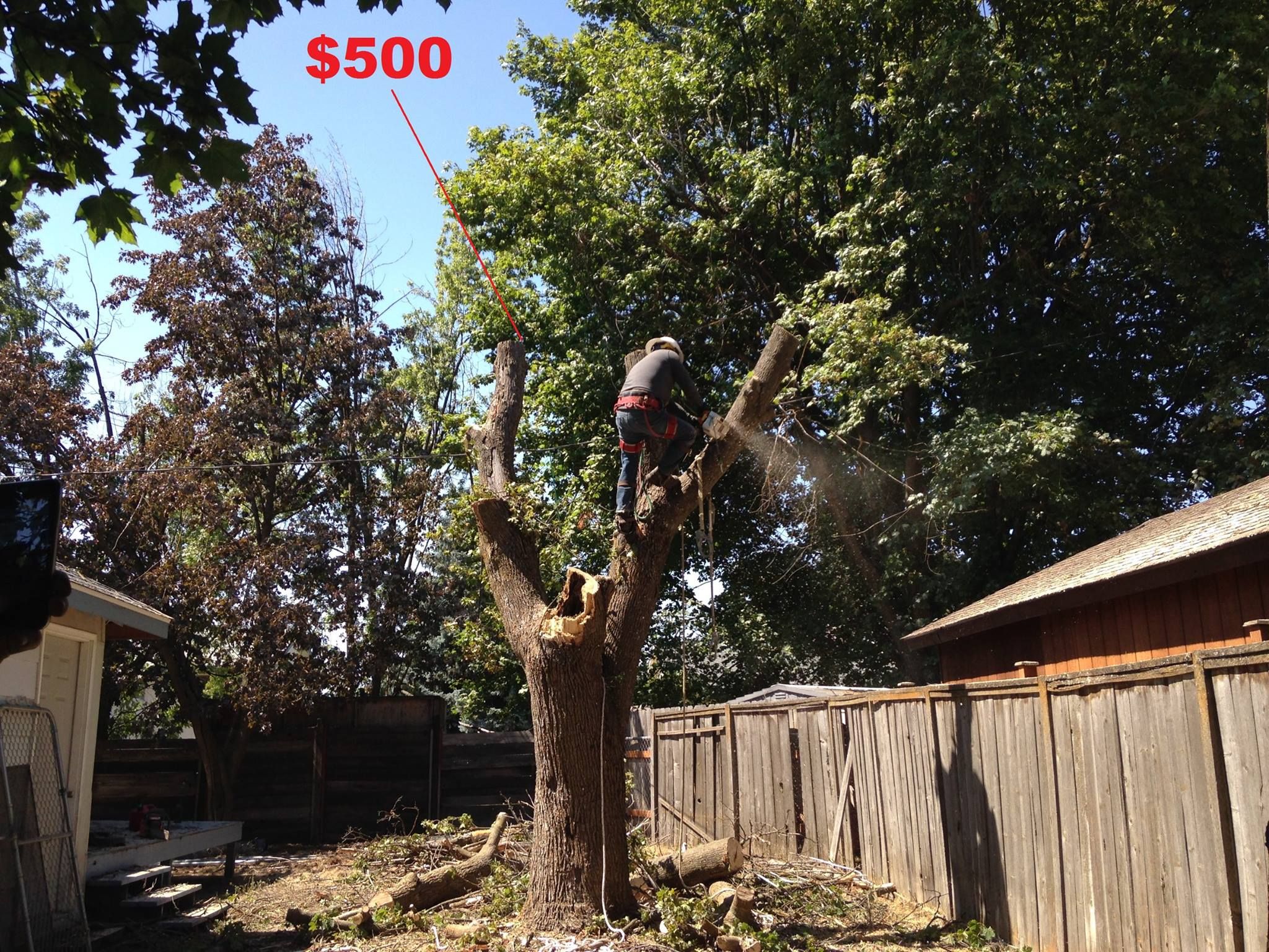  for IOL TREE EXPERTS in Spokane Valley, WA