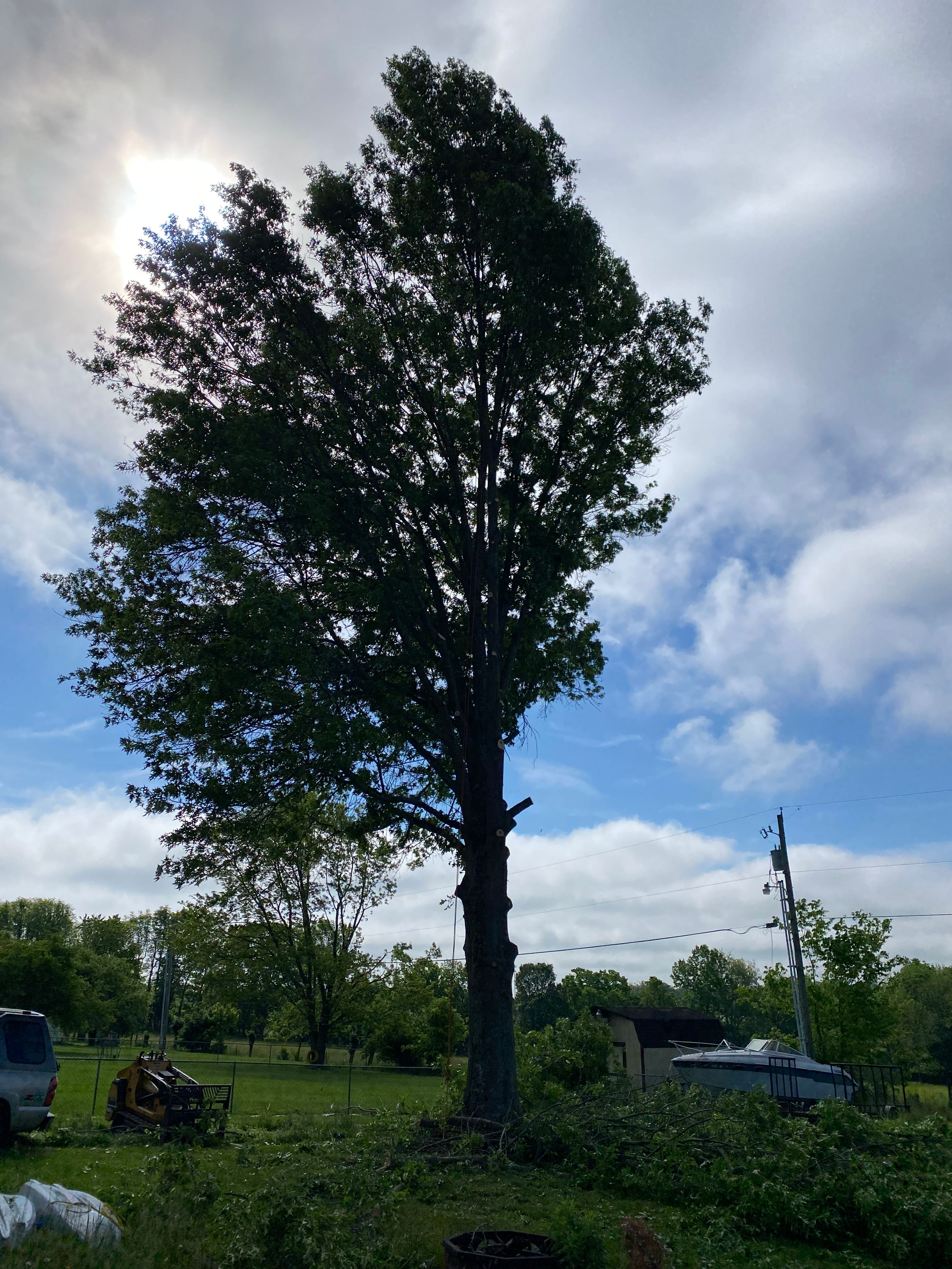 All Photos for Houtz Tree Service in Lexington, KY