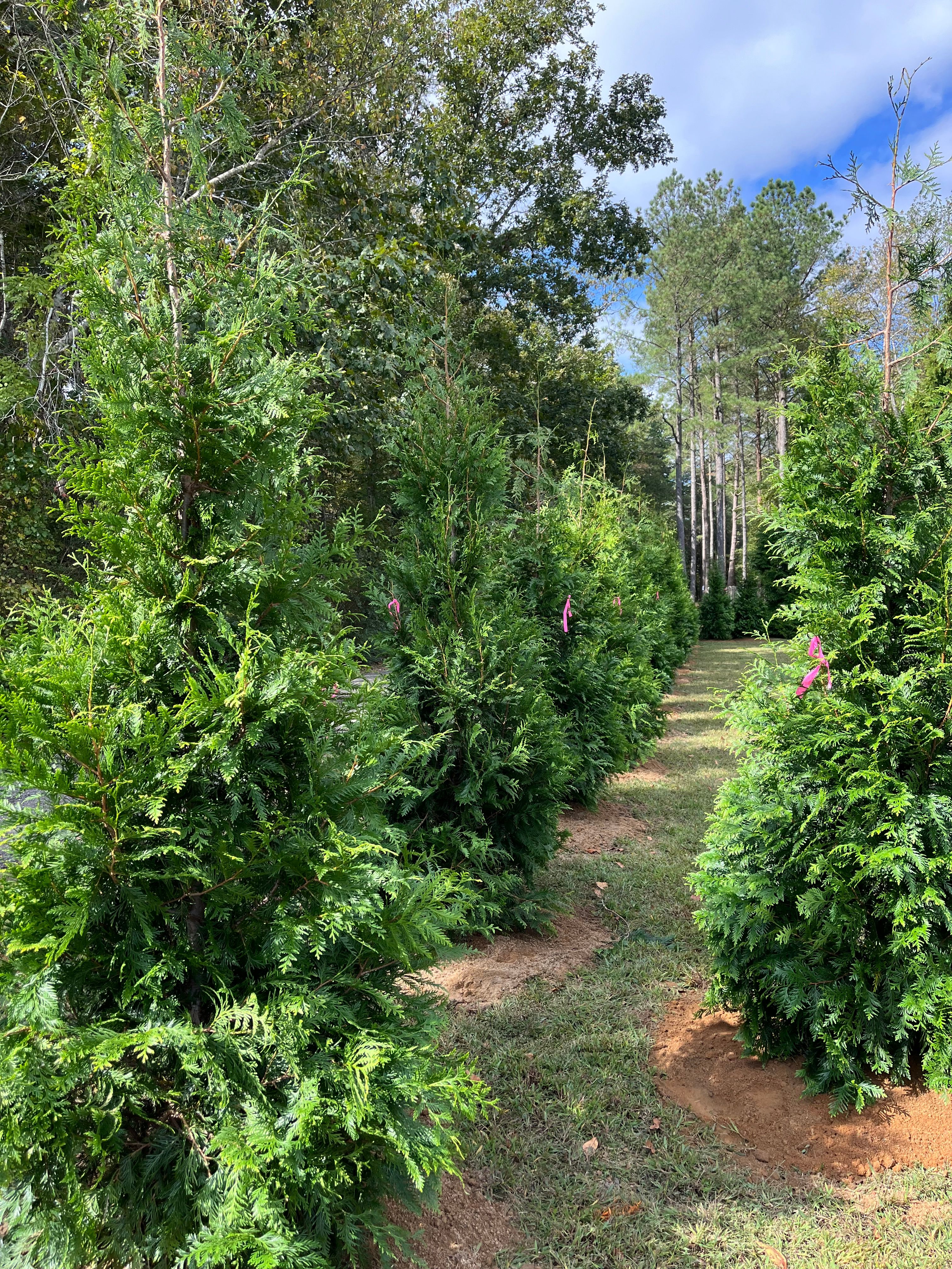  for Atlas Home Services in Mechanicsville, VA