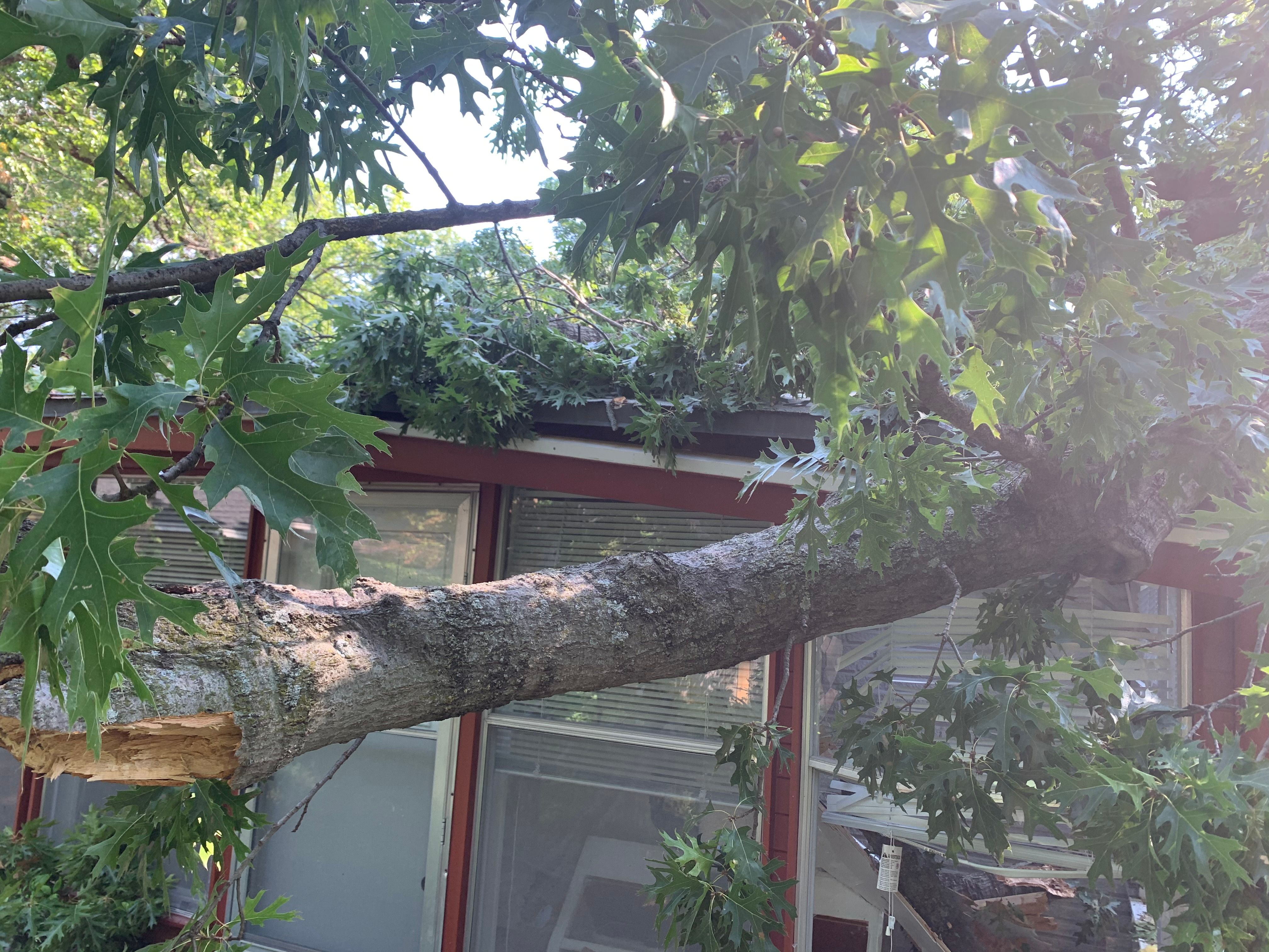  for TLC Professional Tree Service in Bedford, TX