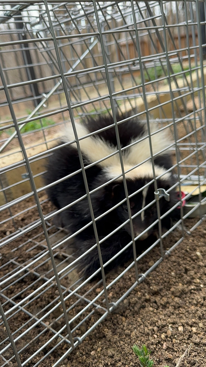 All Photos for The Critter Crew in DFW, TX