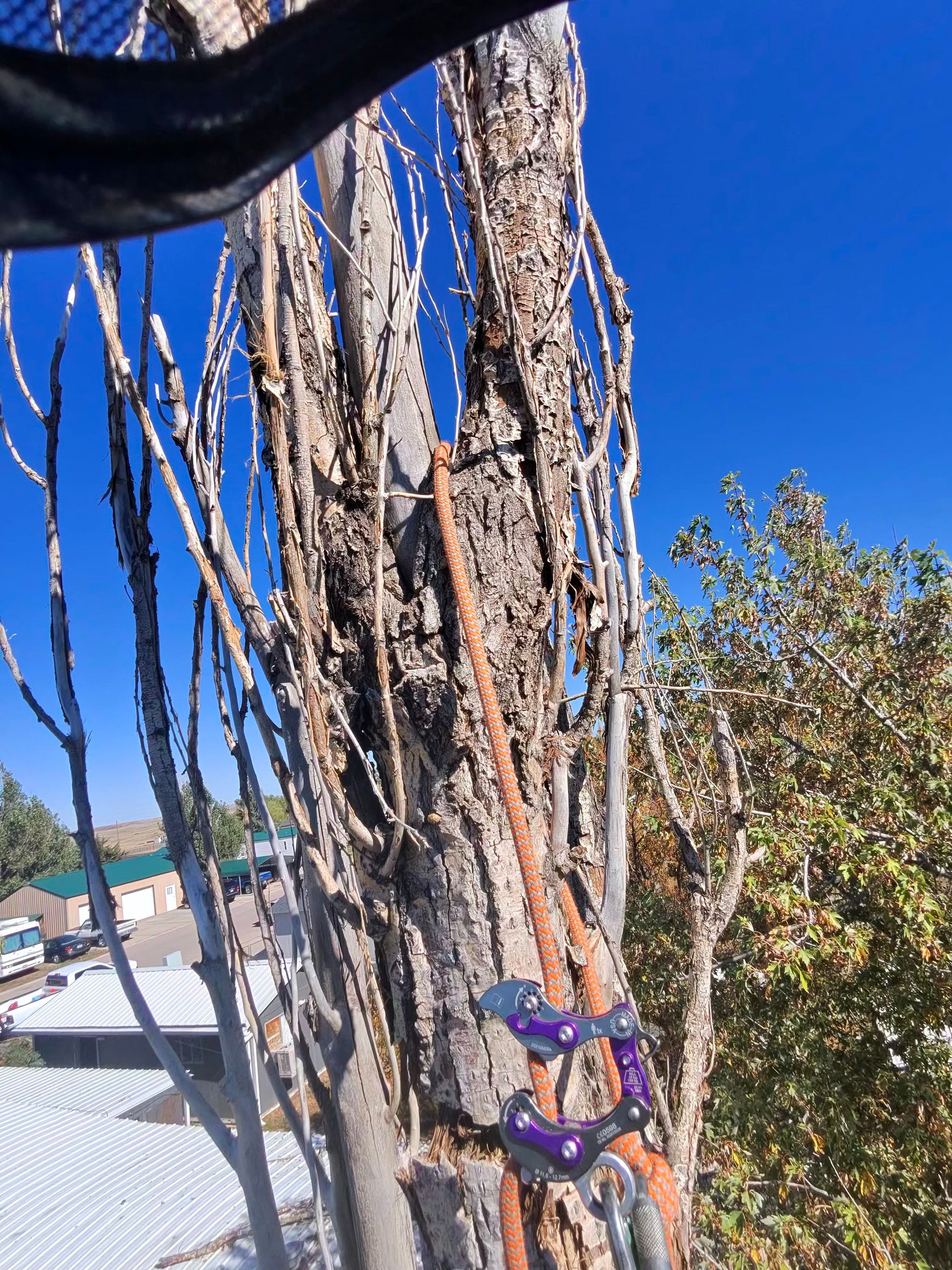  for Elevated Tree Care in Gillette, WY