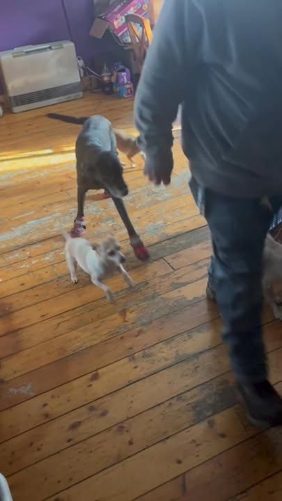  for The Dailey Daisy in Hardwick, VT