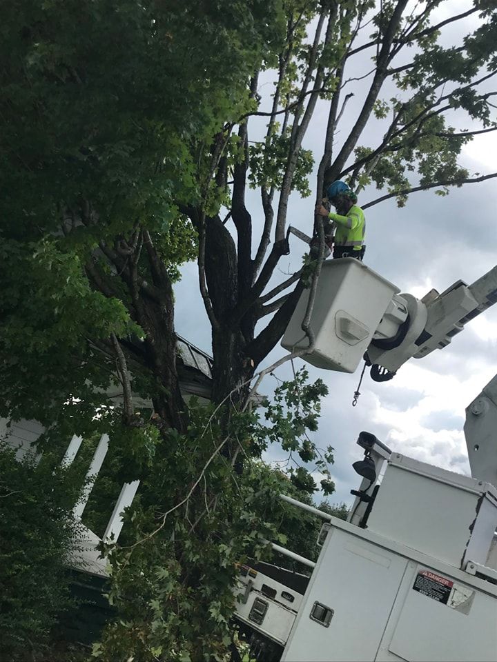  for Reagan & Sons Tree Service in Dandridge, TN