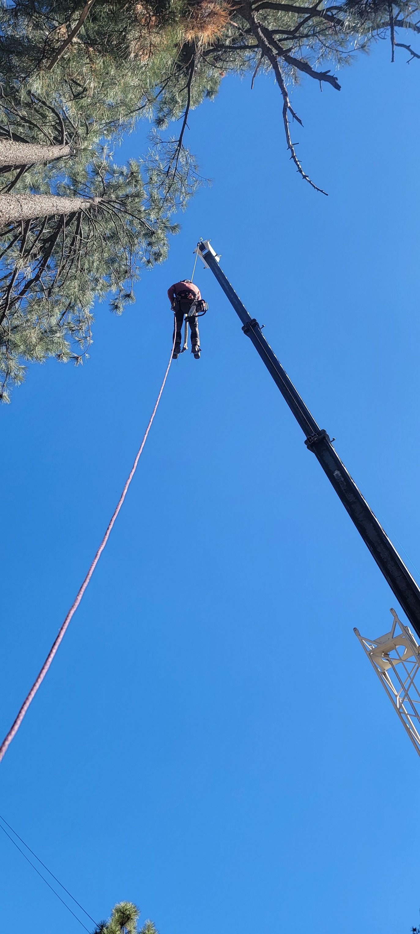  for StockPro Tree Specialists in Show Low, AZ