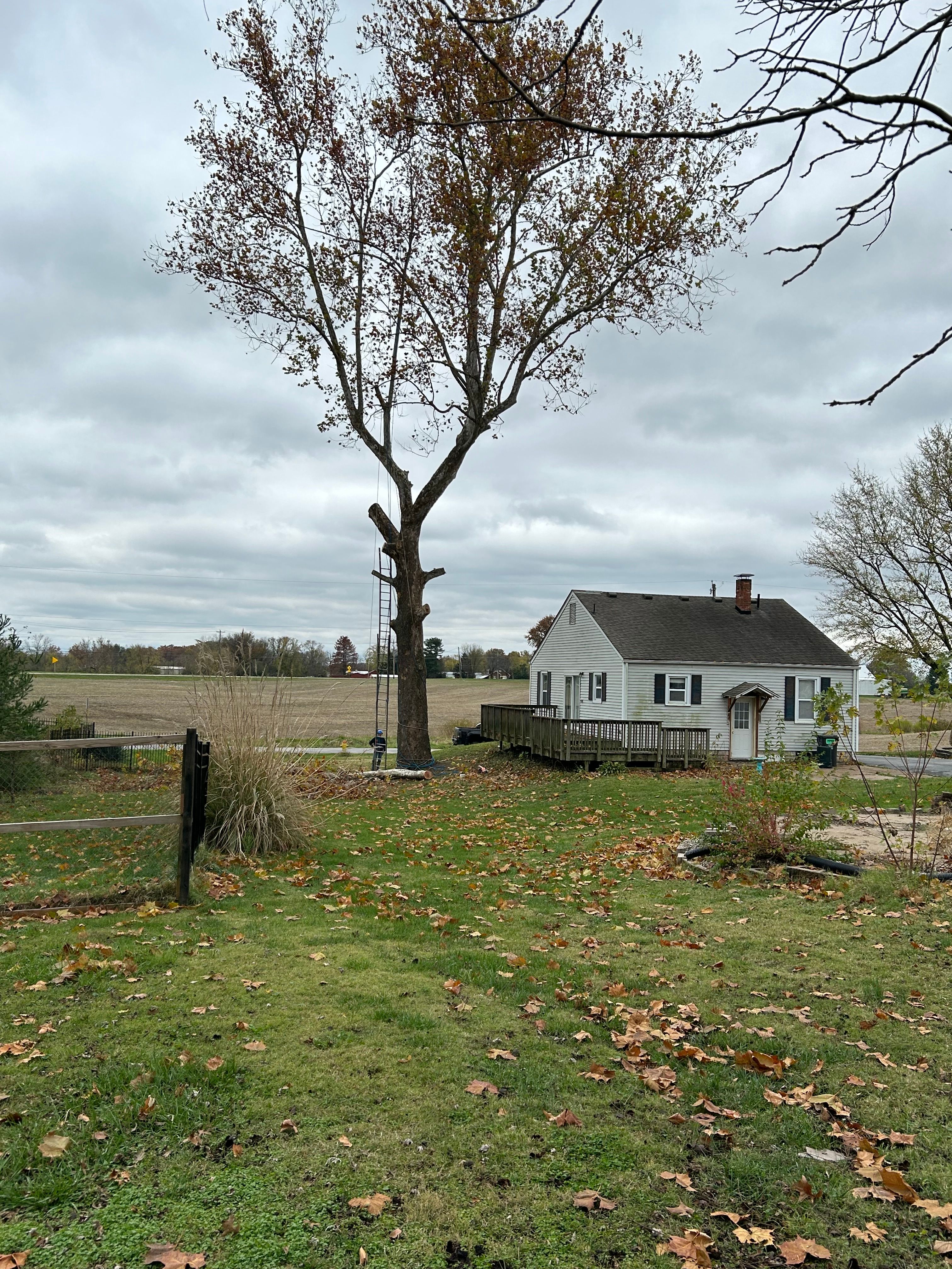  for Stinger Tree Service in Belleville, IL