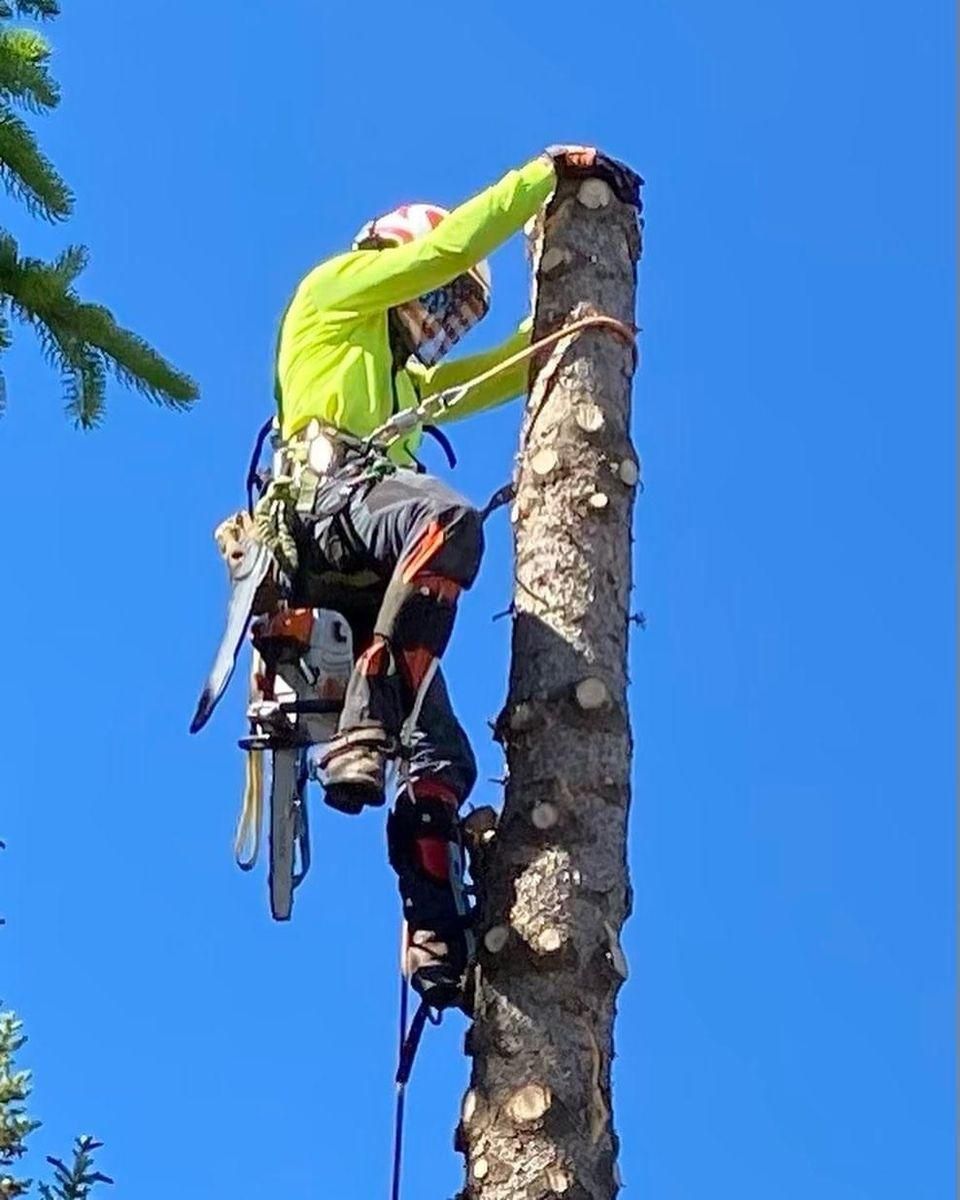  for Clean Cut Tree Service in Gillette, WY