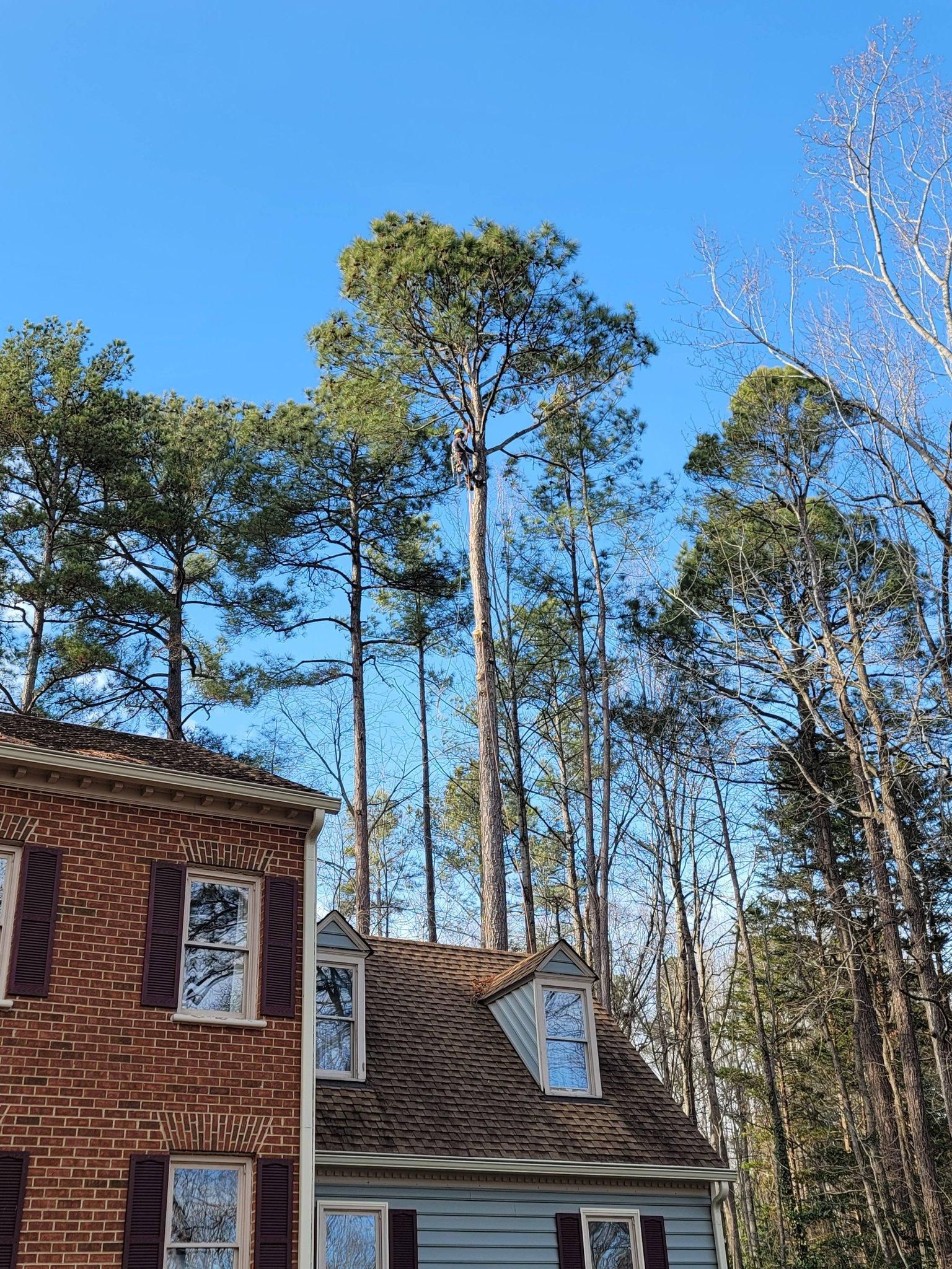  for Integrity Tree and Landscaping in Lynchburg, VA