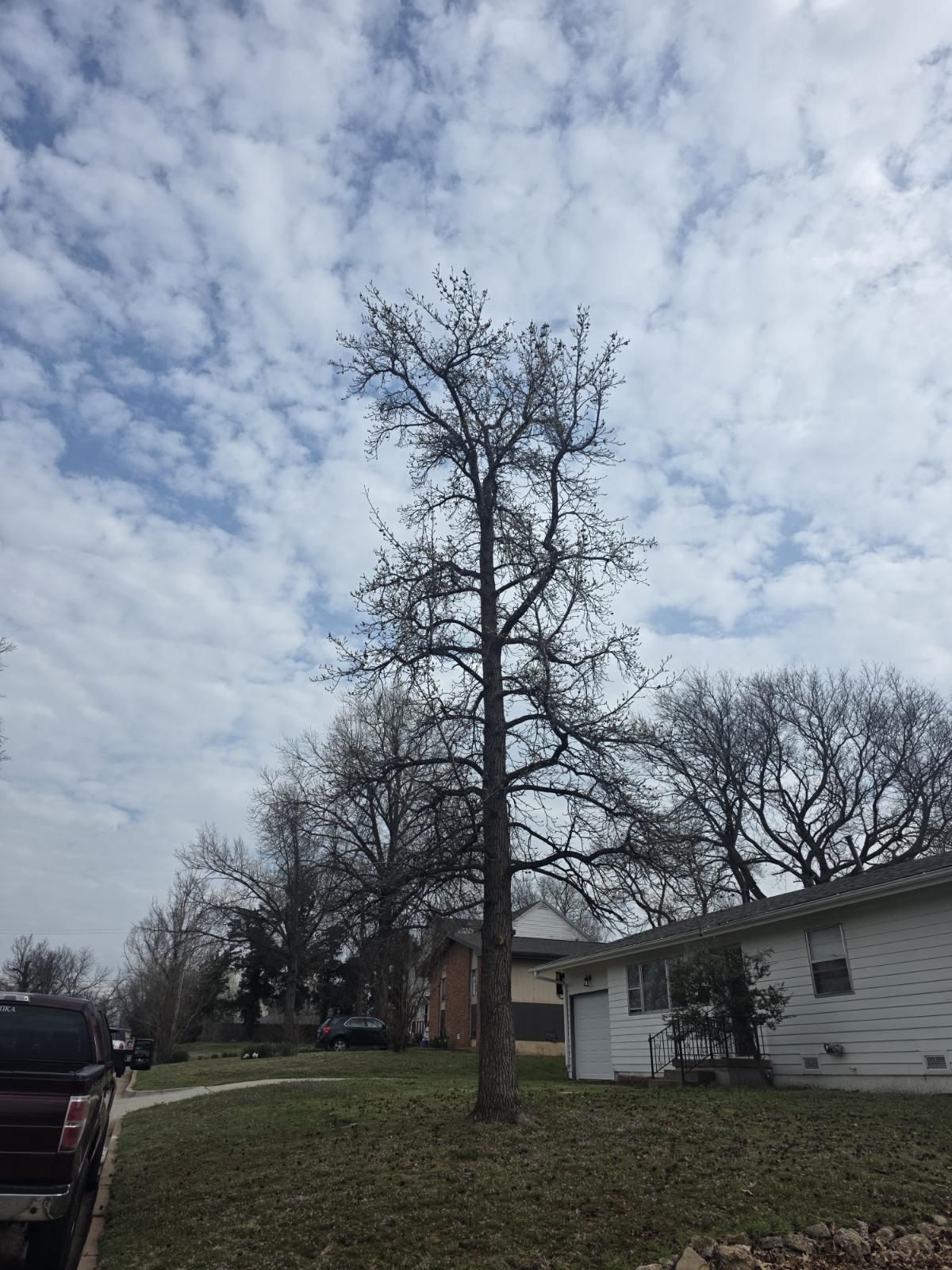  for Oklahoma Tree Guy in Bartlesville, OK