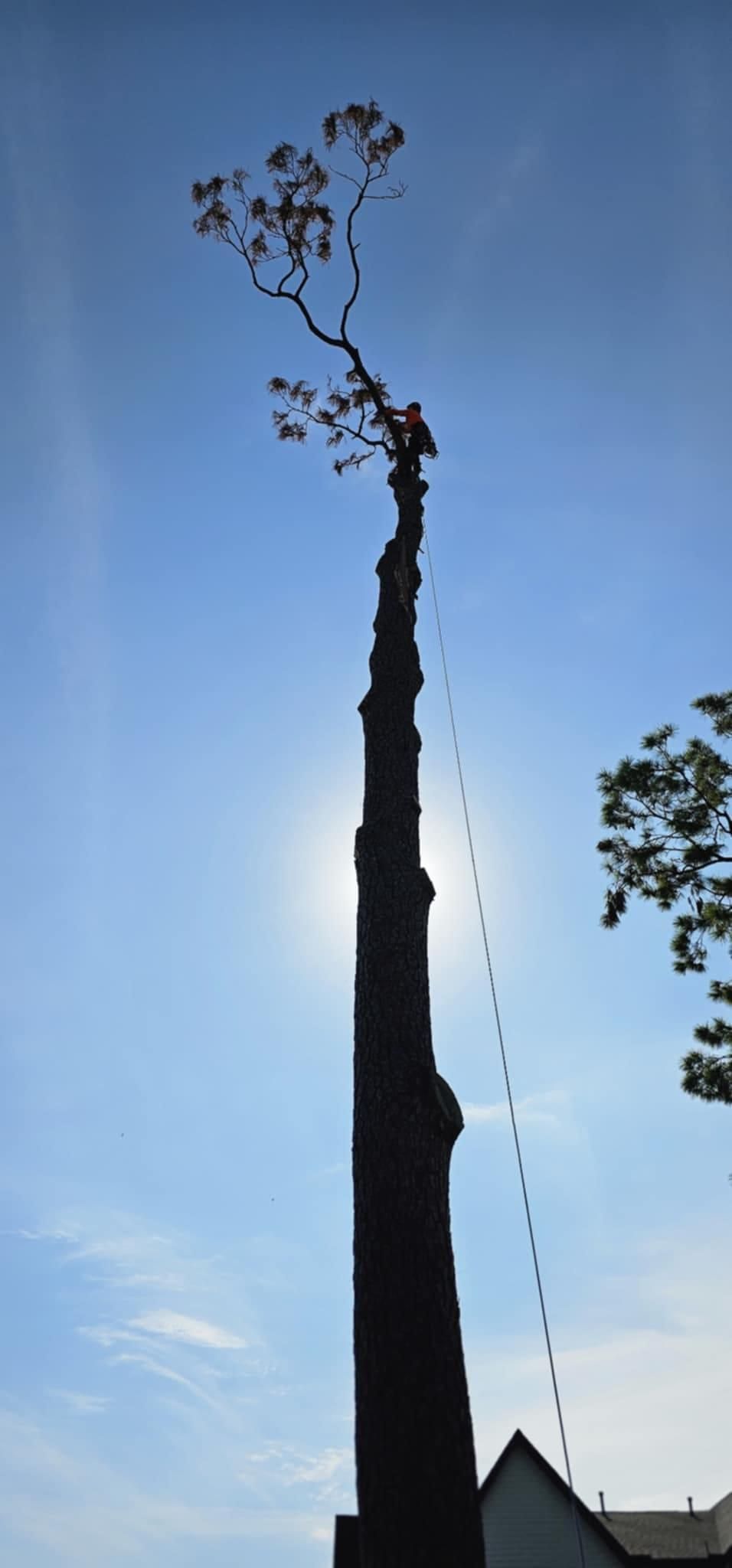  for Servin's Tree Care  in Houston, TX