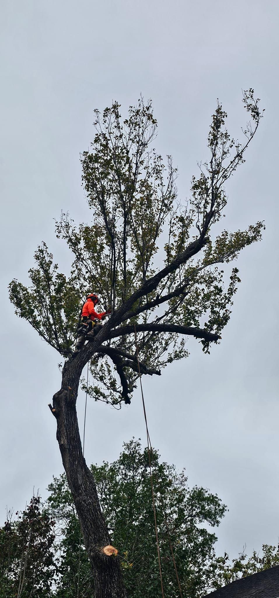  for Servin's Tree Care  in Houston, TX