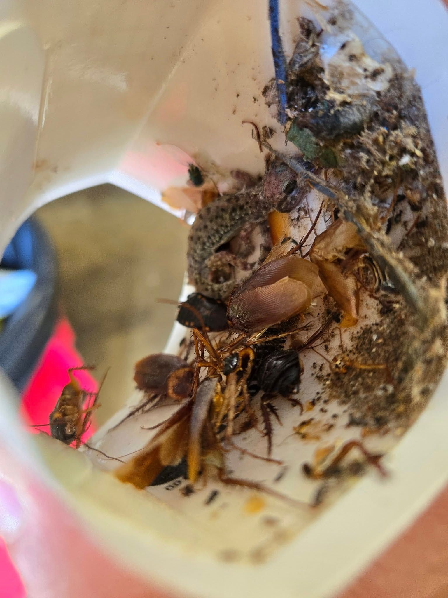  for Bug Blasterz LLC in Huntsville, AL