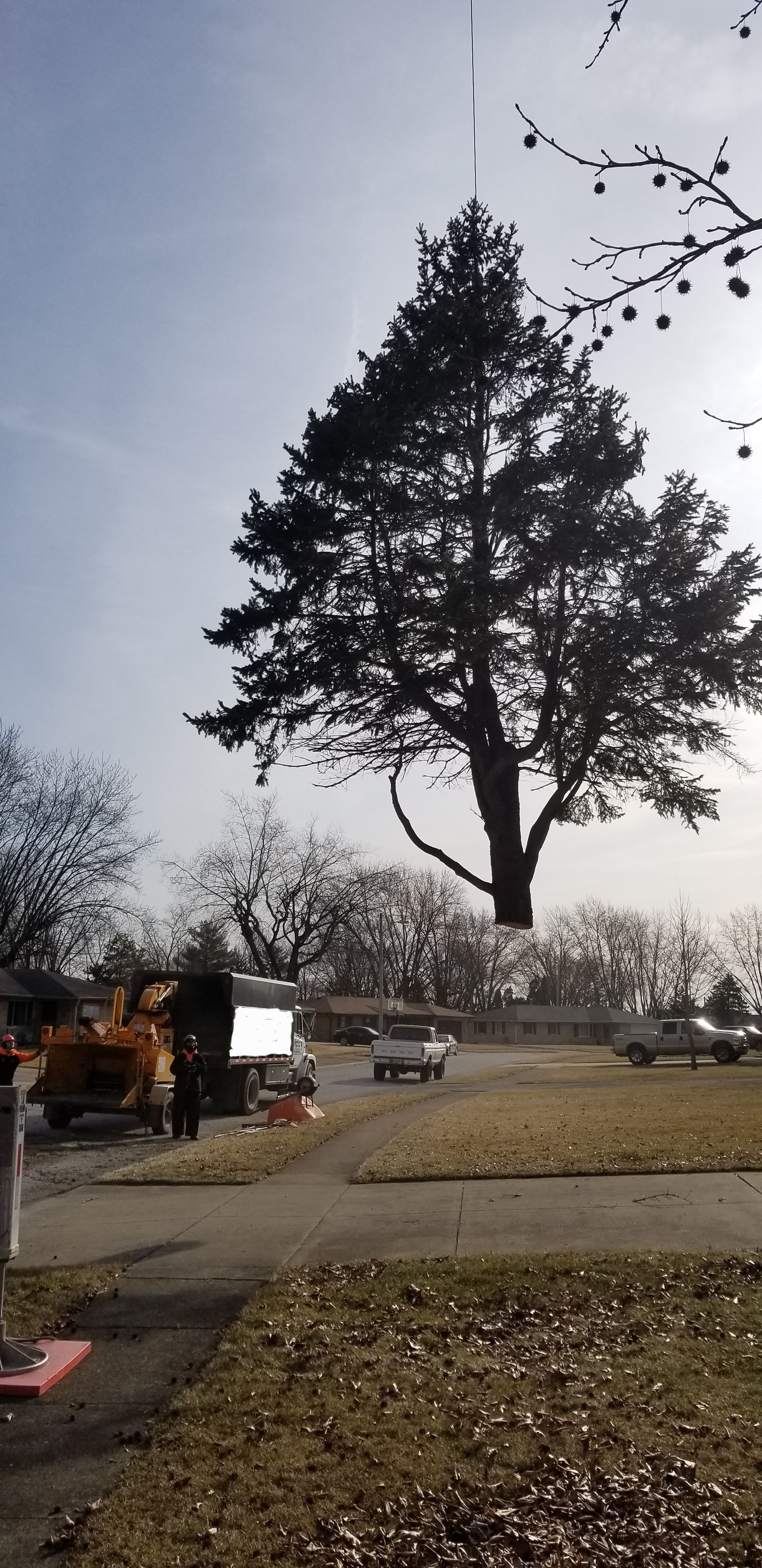  for Advanced Tree Solutions in Rockville, IN