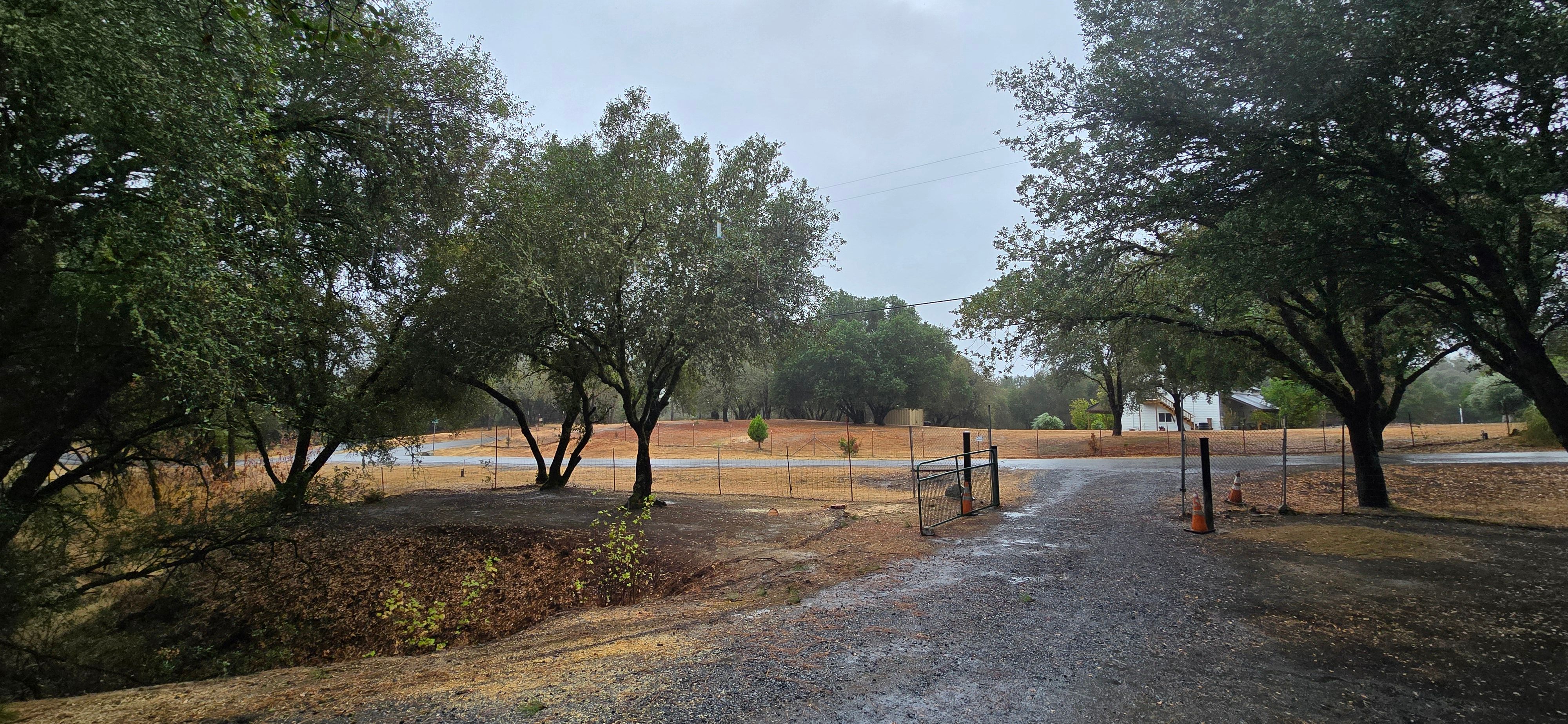  for George Staddan's Professional Tree Care in Placerville, CA