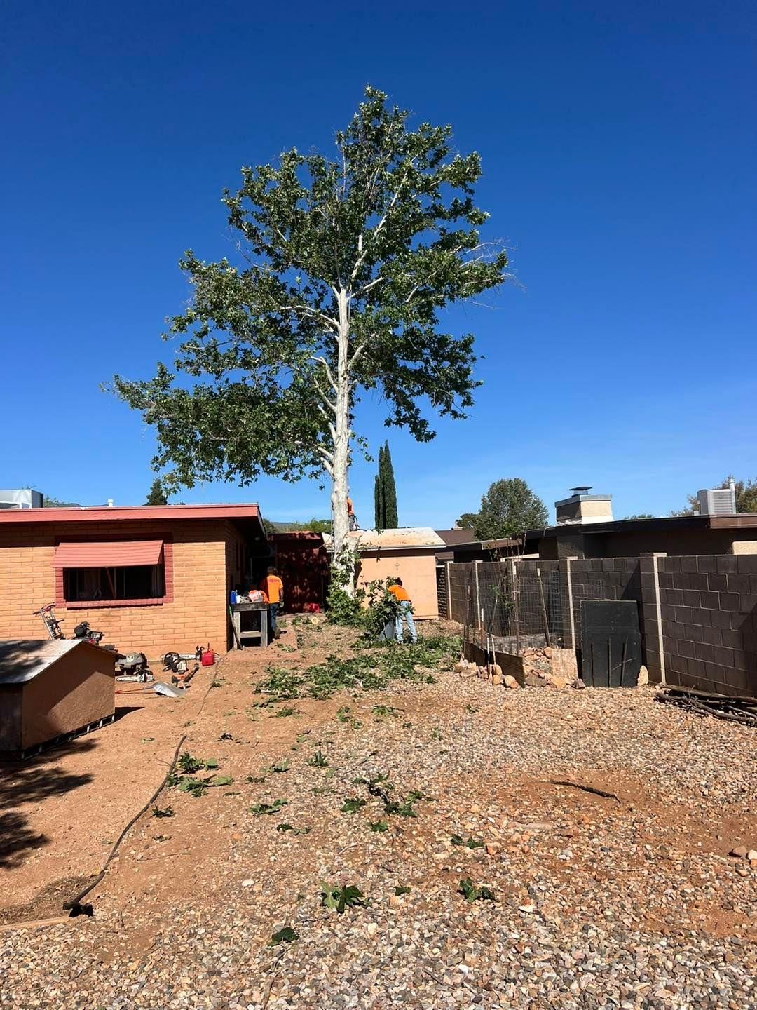 Stump Removal for By Faith Landscaping in Sierra Vista, AZ