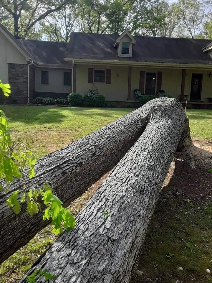  for Millers Tree Service in Saline County, AR