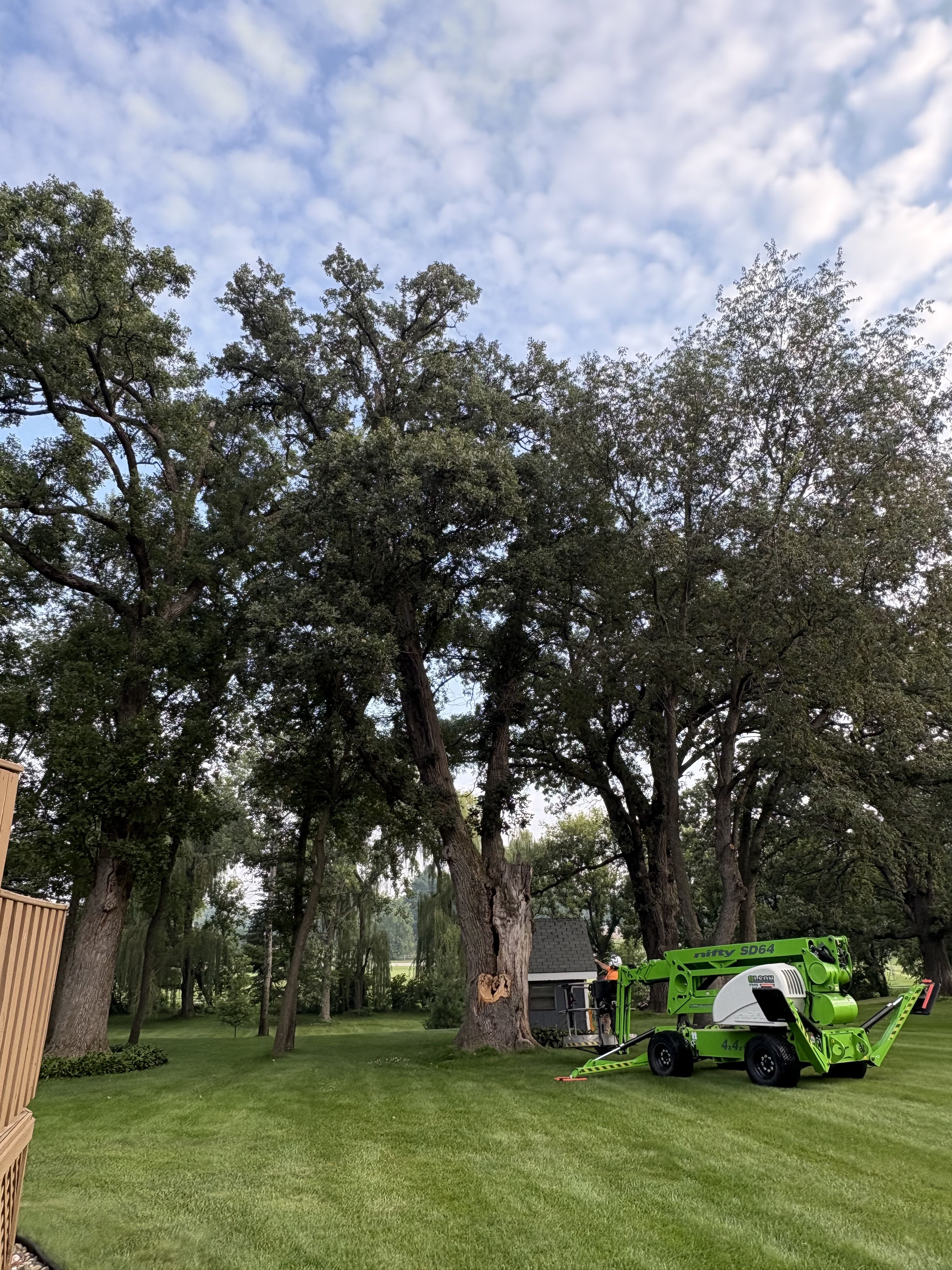 Tree Removal for Olson Tree Service, Inc in Rockford, IL
