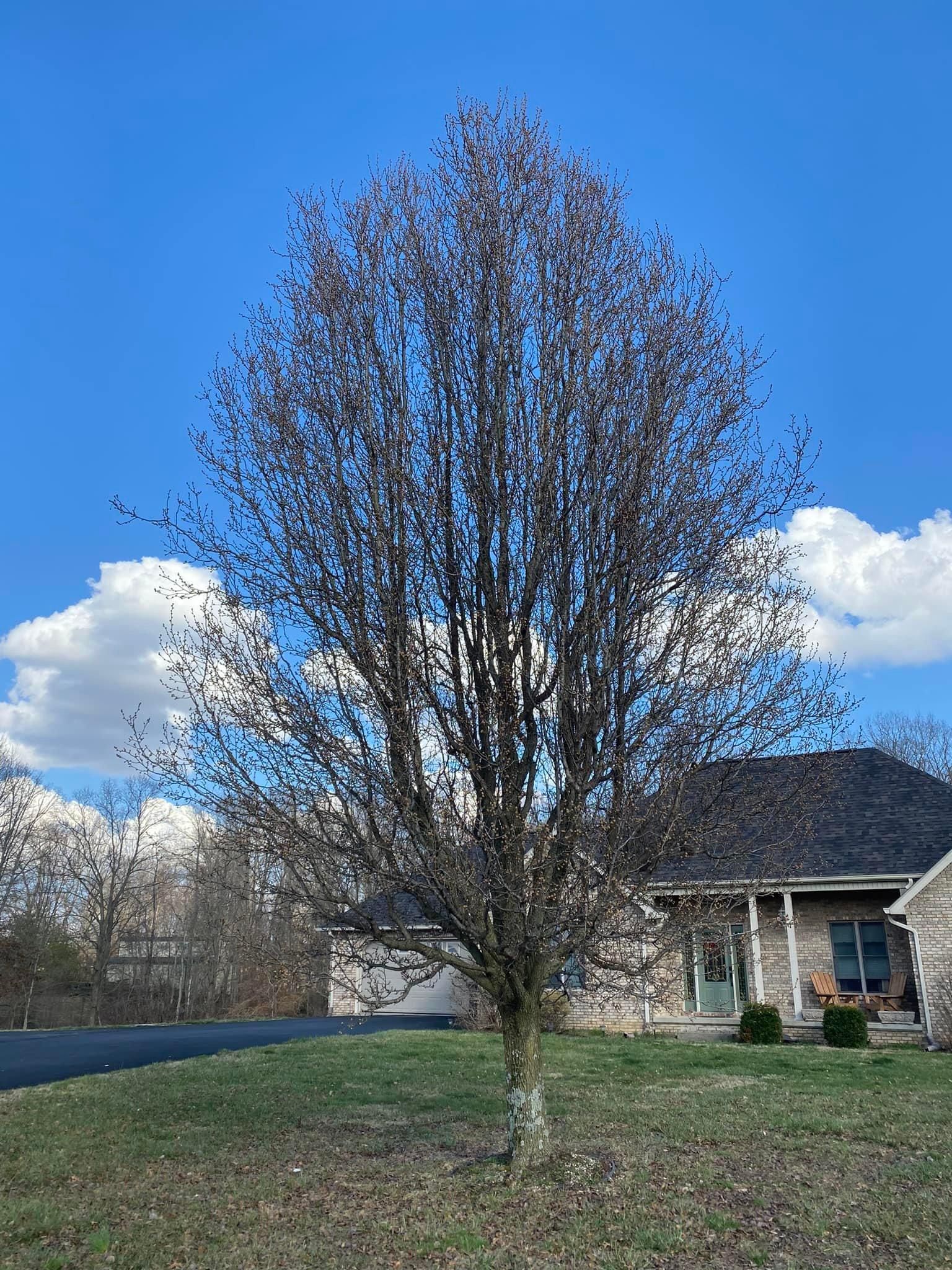 Fall and Spring Clean Up for Atwood’s Tree Care in Liberty,  KY