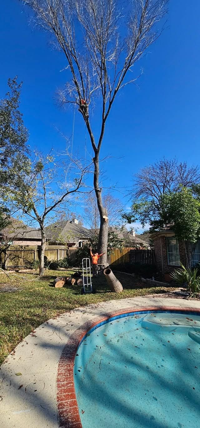  for Servin's Tree Care  in Houston, TX