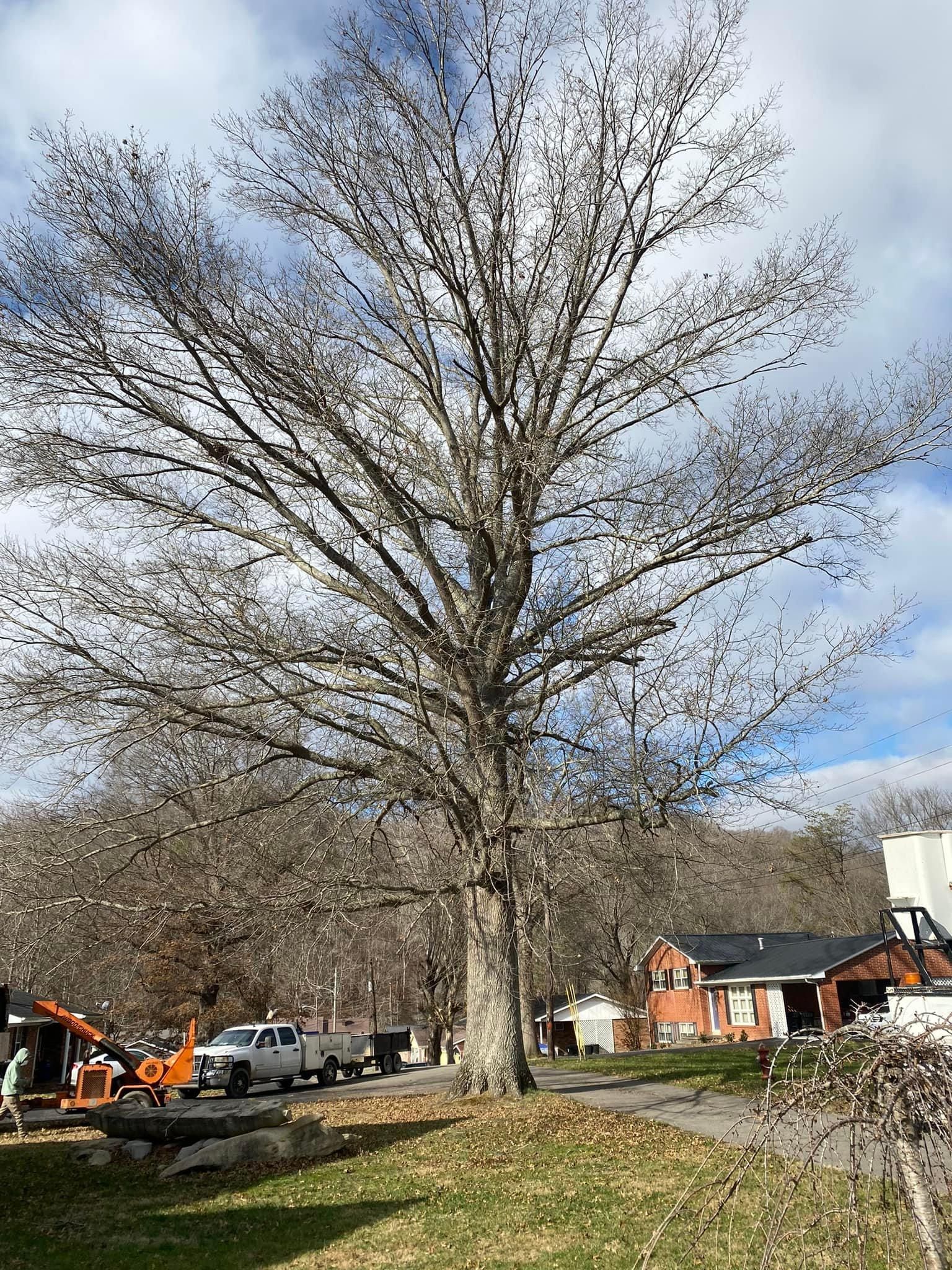 Fall and Spring Clean Up for Atwood’s Tree Care in Liberty,  KY