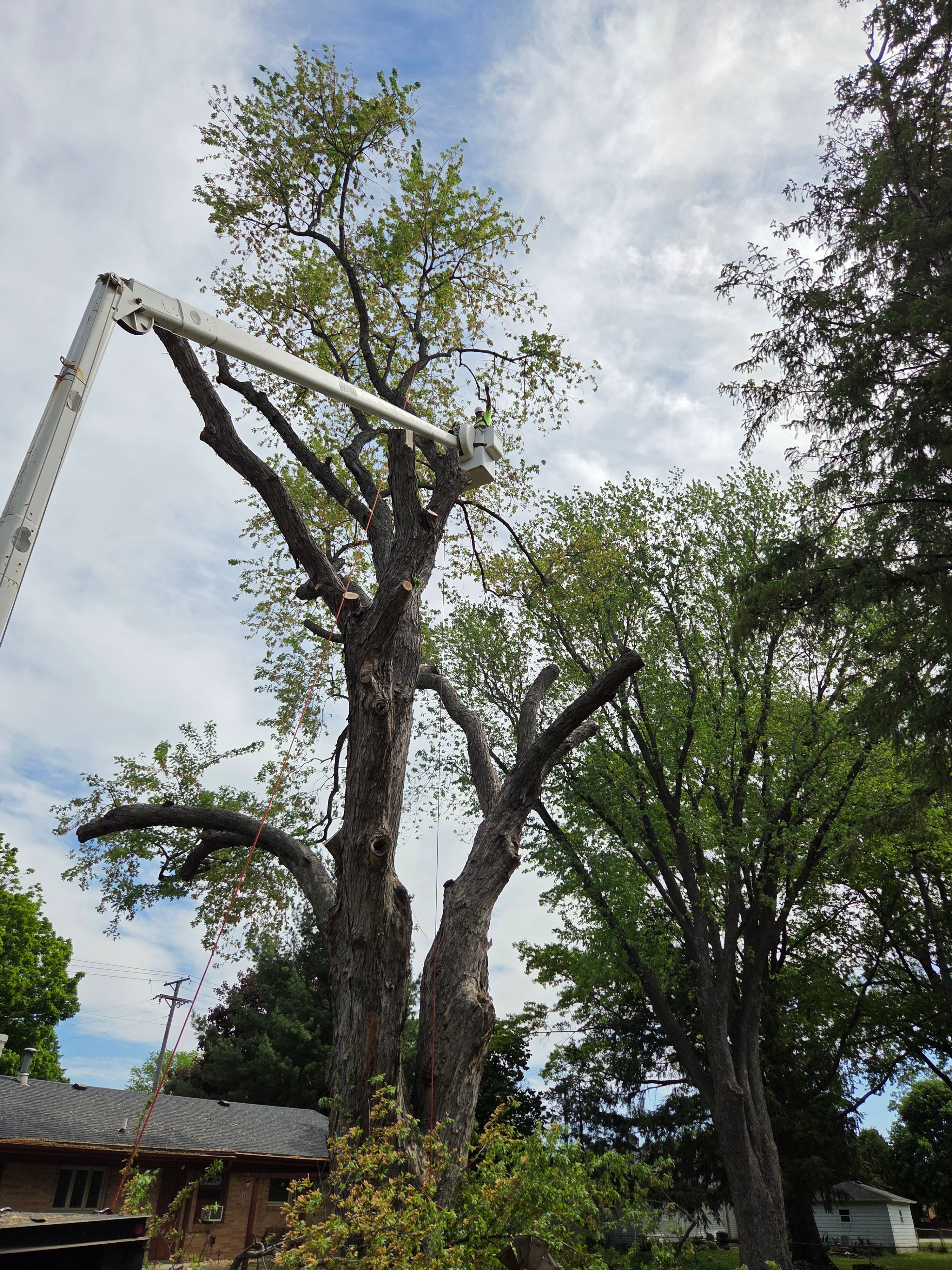 All Photos for O&O Tree Service in Rockford, IL