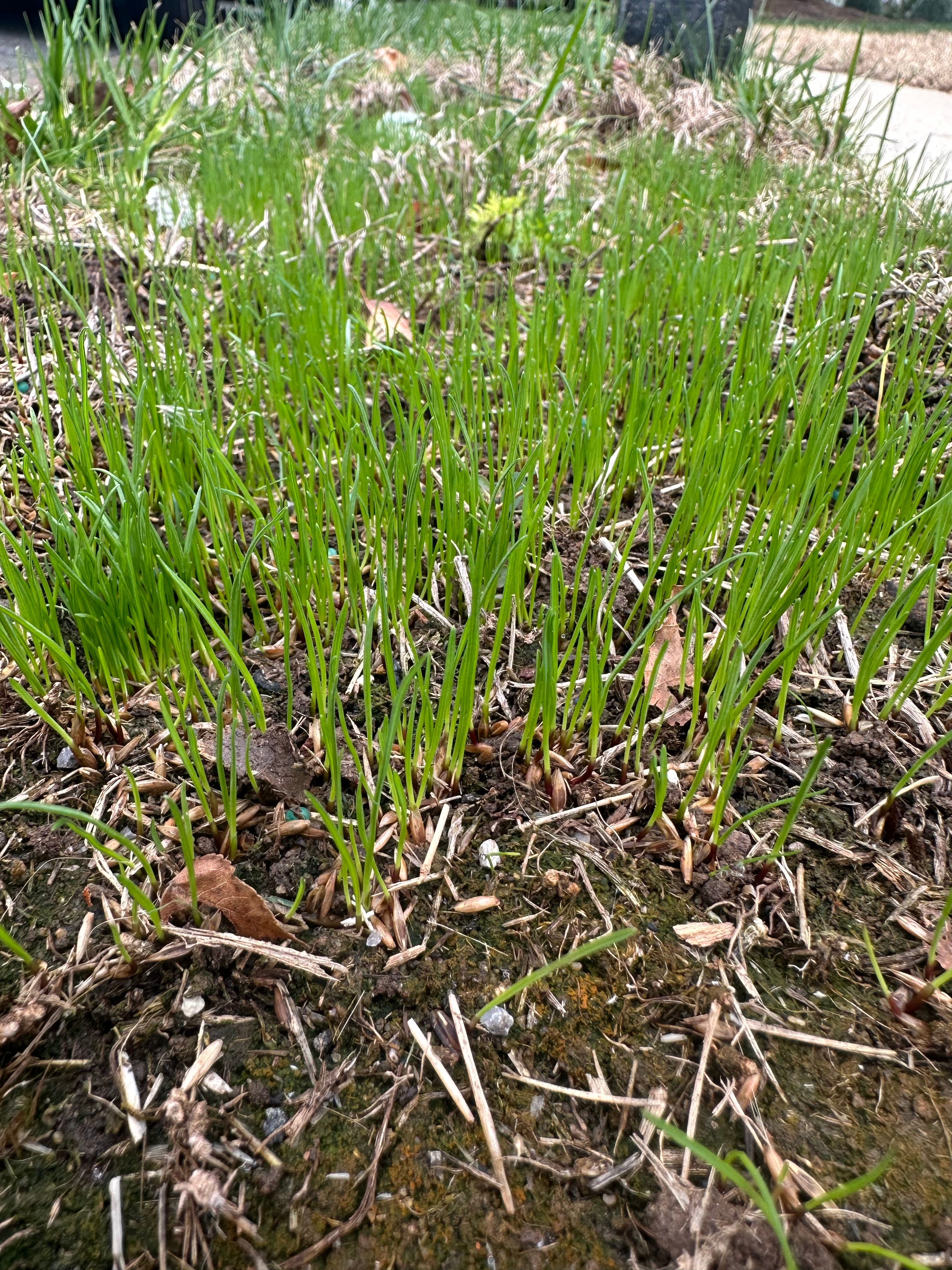  for Pecina Pine Needles in Monroe, NC