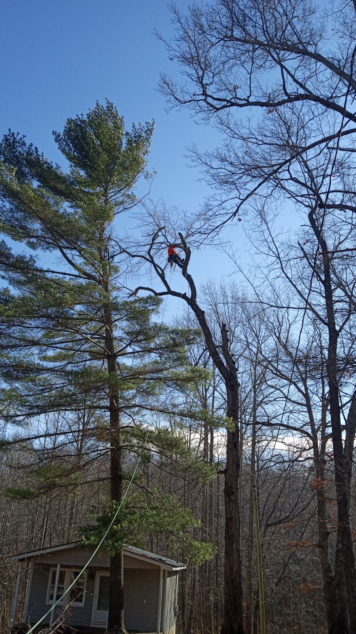  for McBee’s Tree Service in Sewanee, TN