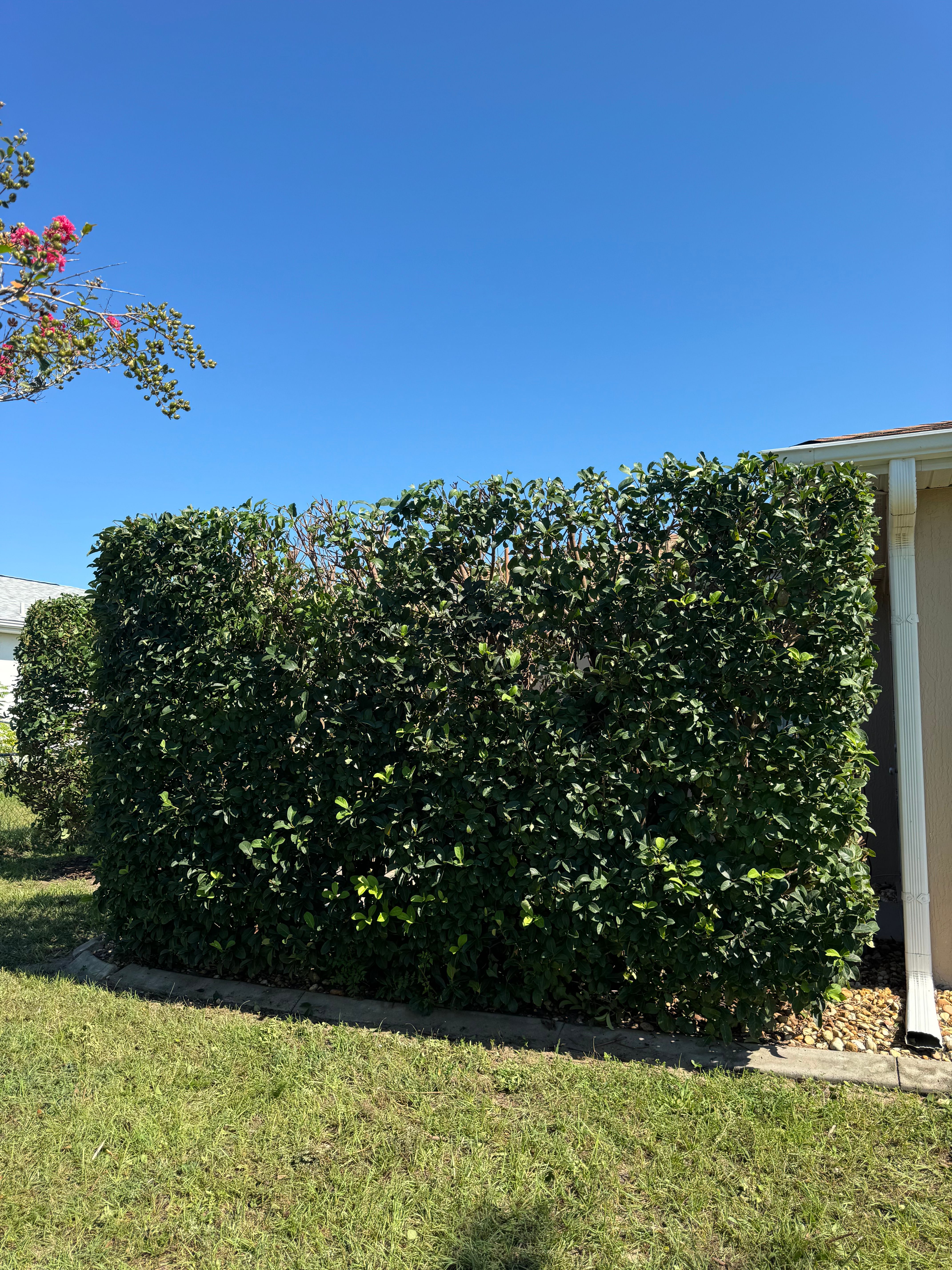 All Photos for Young's Lawn Services LLC in Ocala, FL