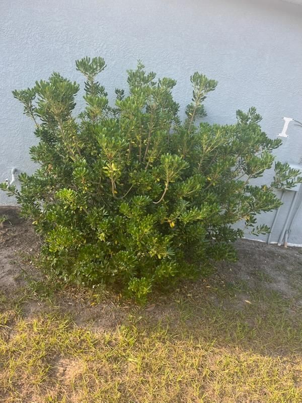  for Mitchell Lawn Service in Odessa, FL
