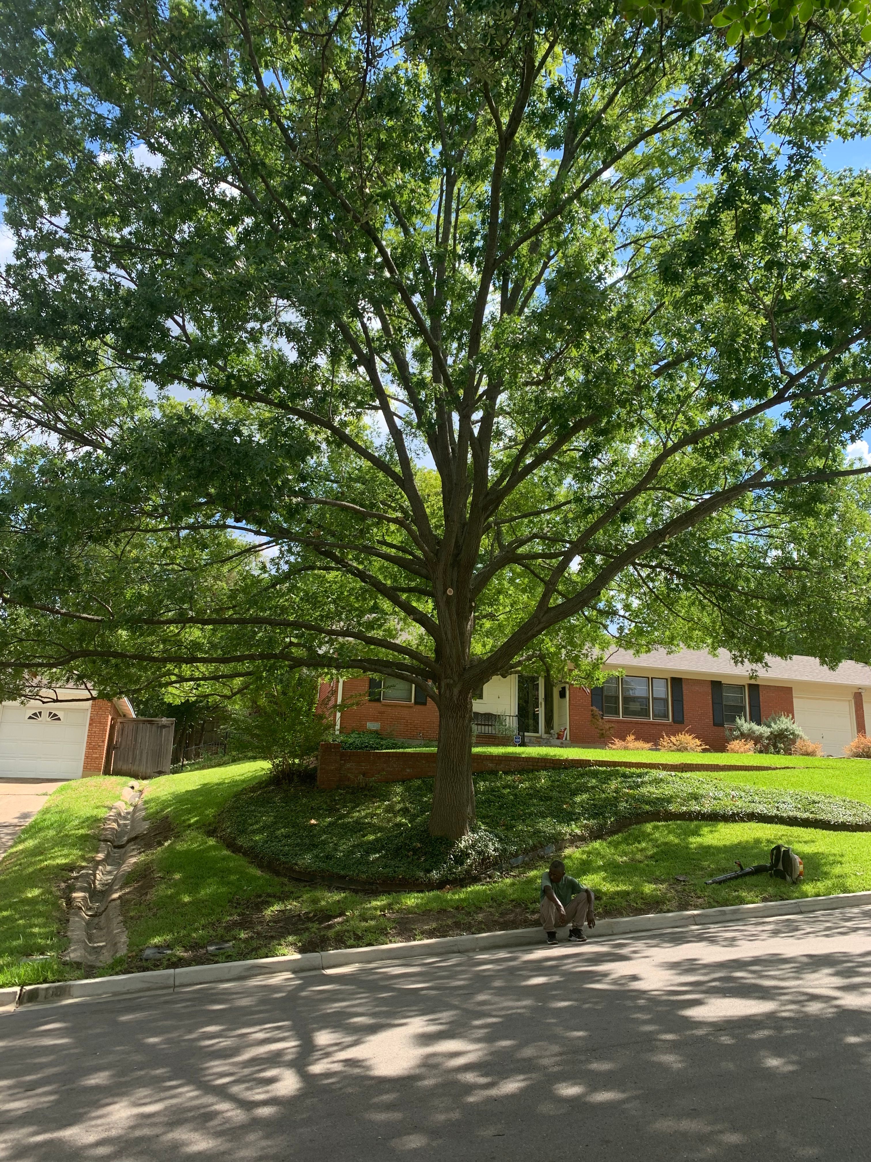  for TLC Professional Tree Service in Bedford, TX