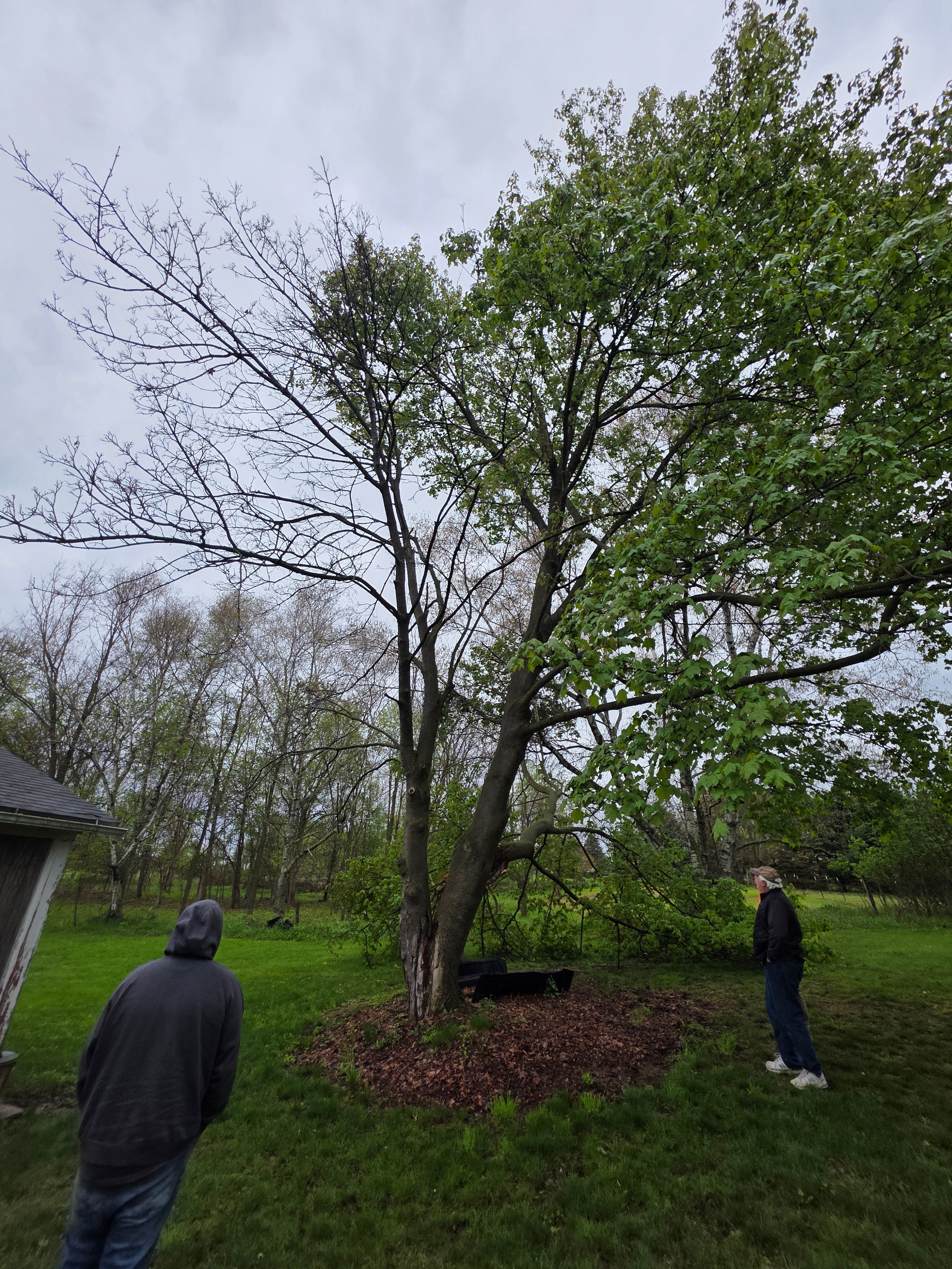  for D Hale Tree Service in Ann Arbor, MI