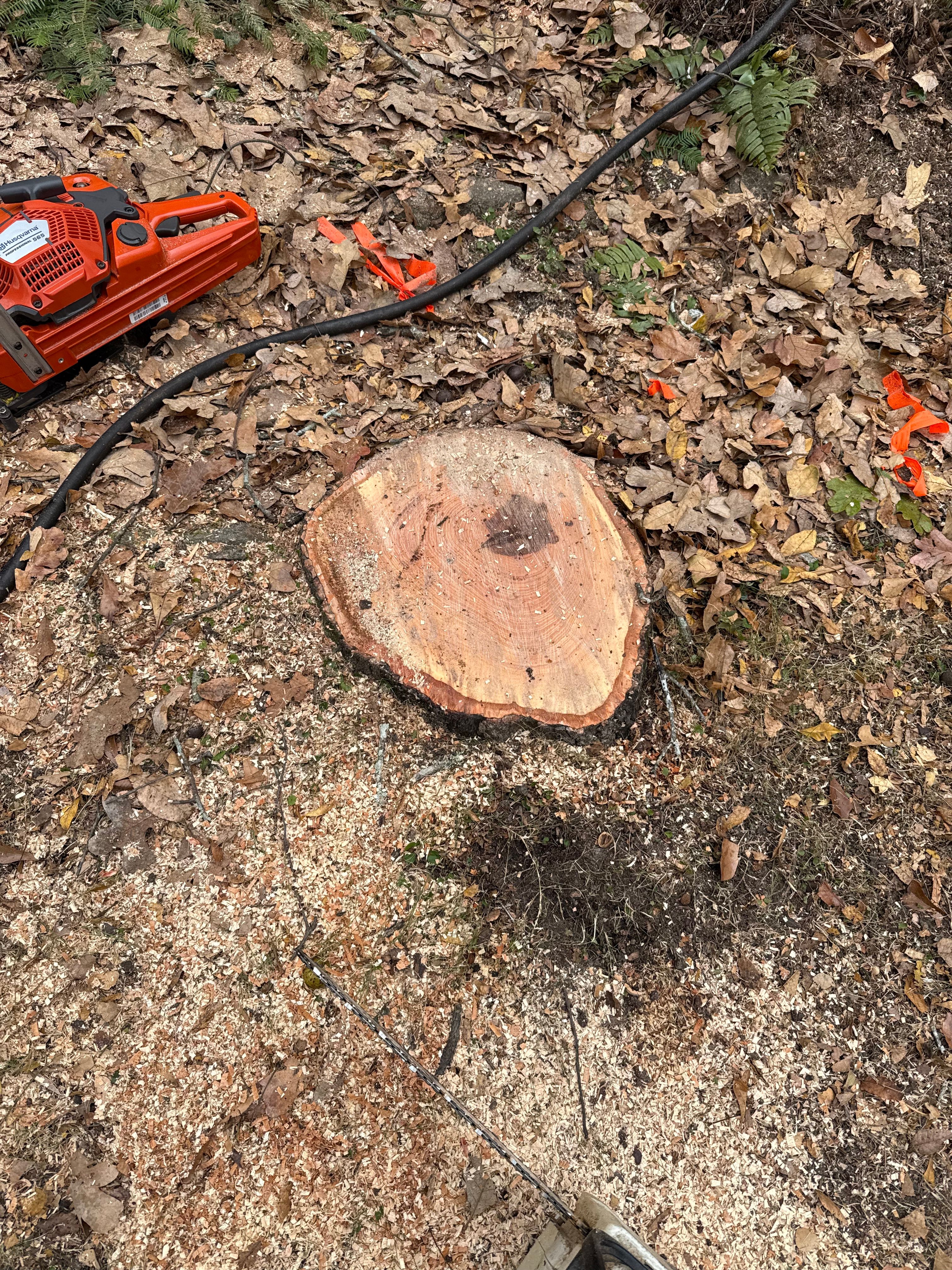  for T N L - Tree and Land Service in Reynolds, GA