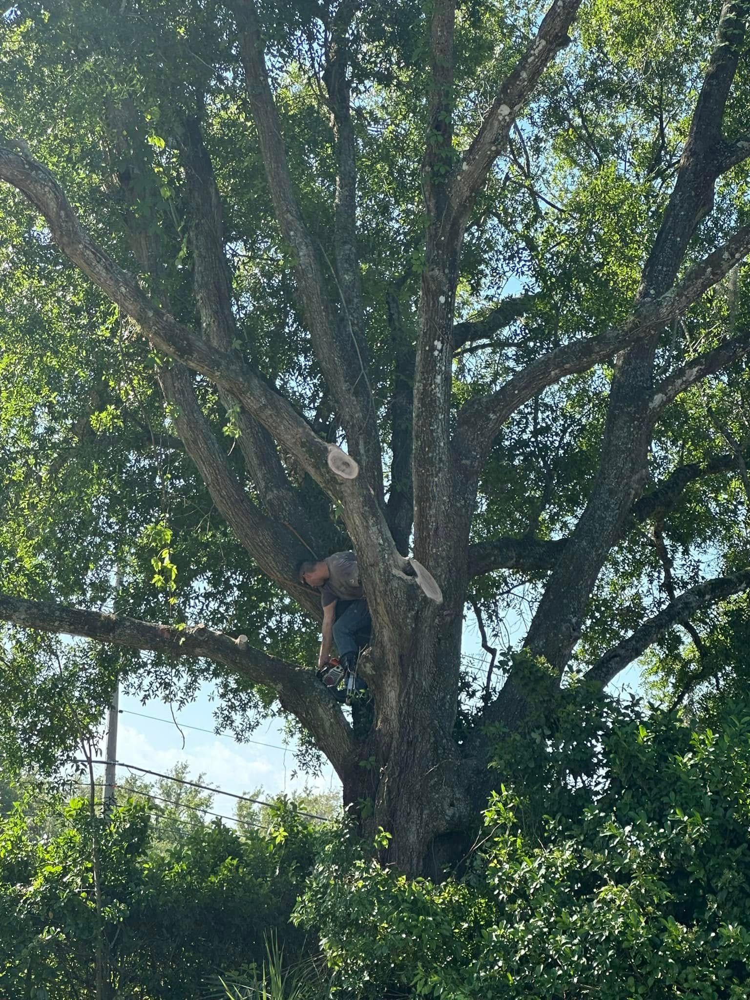  for Narrow Path Tree Service in Deland, FL