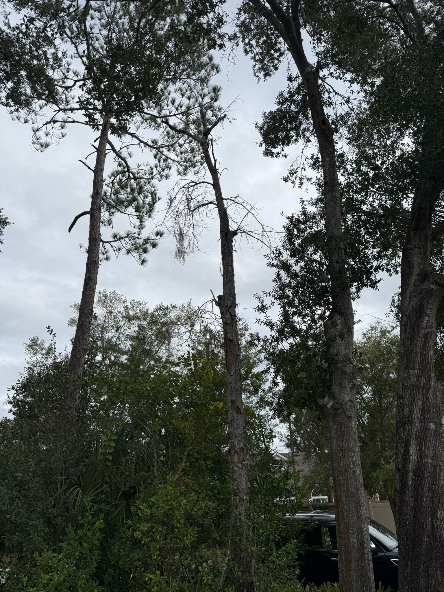  for Amerigrown Tree And Lawn in Apopka, FL