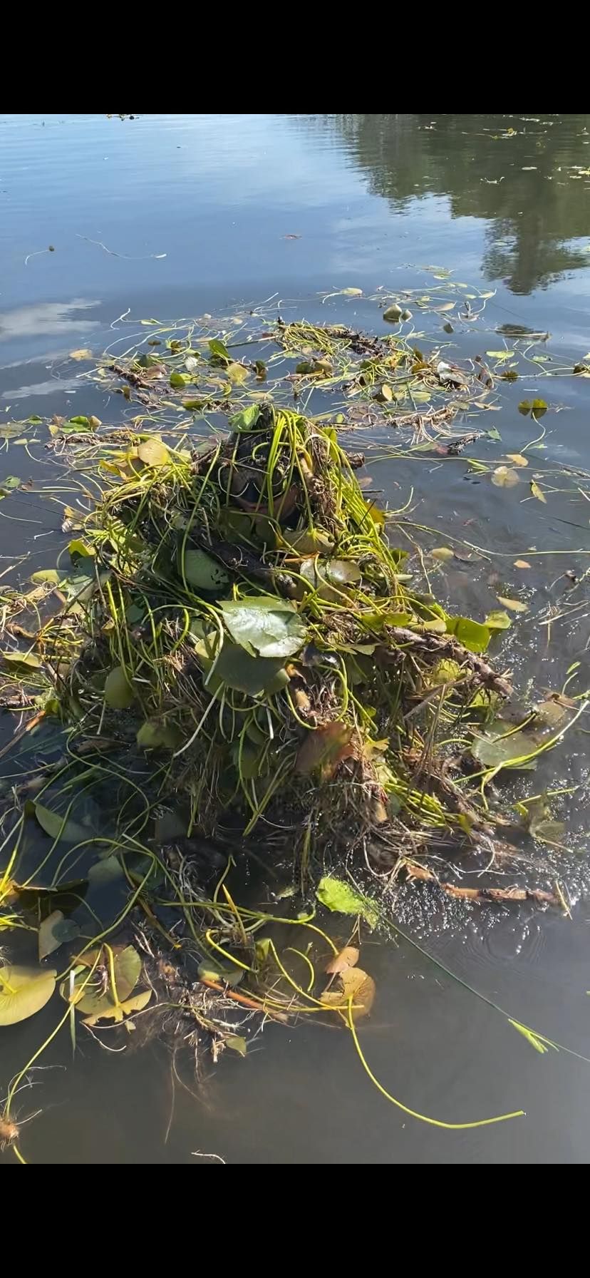 All Photos for JT’s Underwater Landscaping in Brainerd, MN