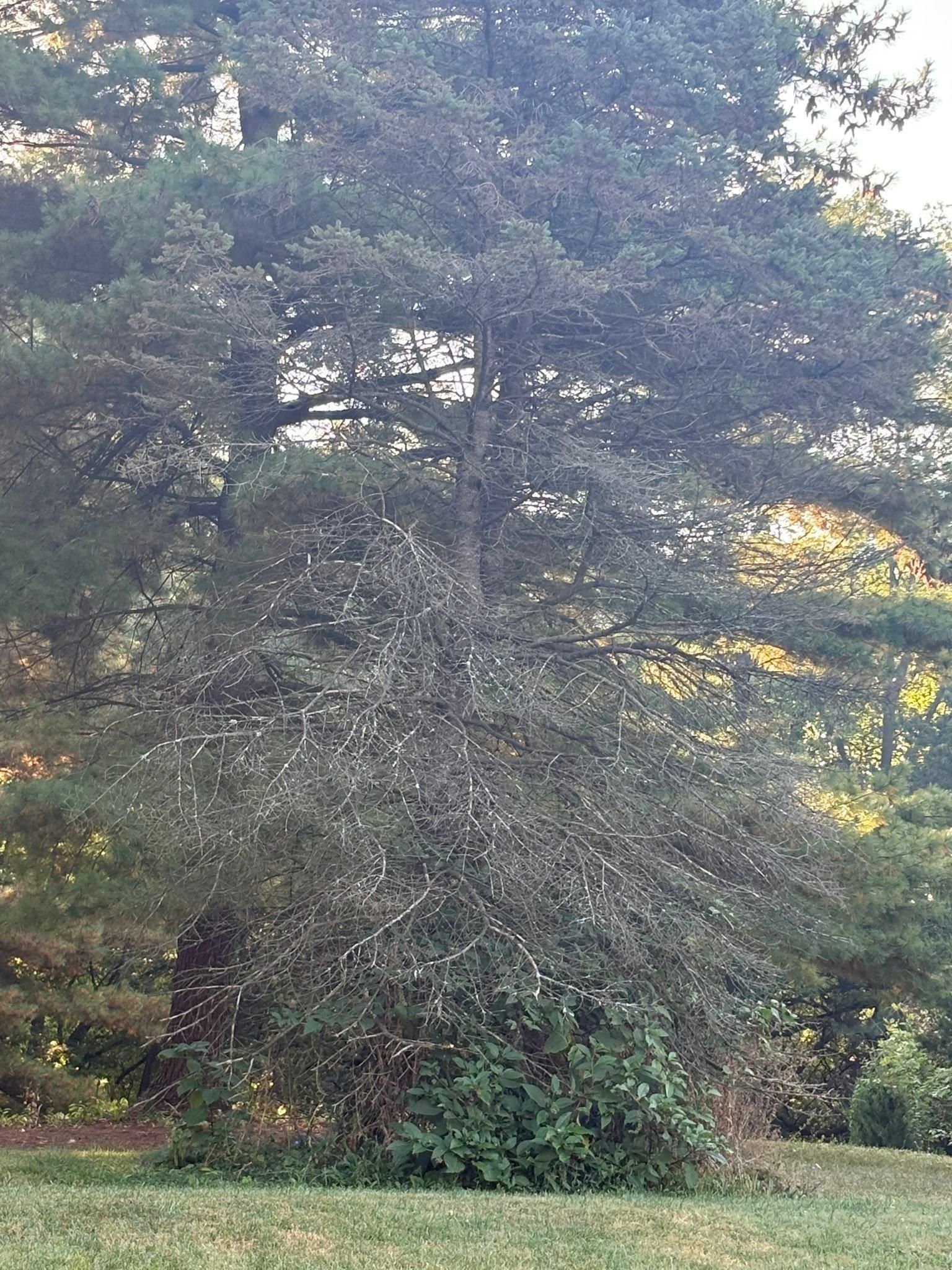  for Dig-It Tree Company in , 