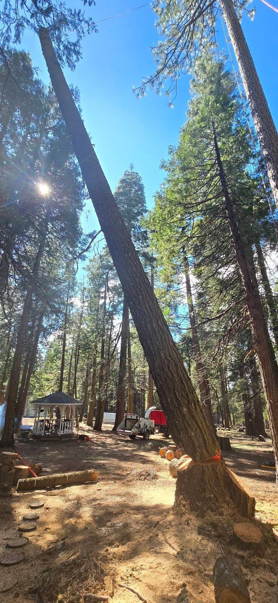  for George Staddan's Professional Tree Care in Placerville, CA