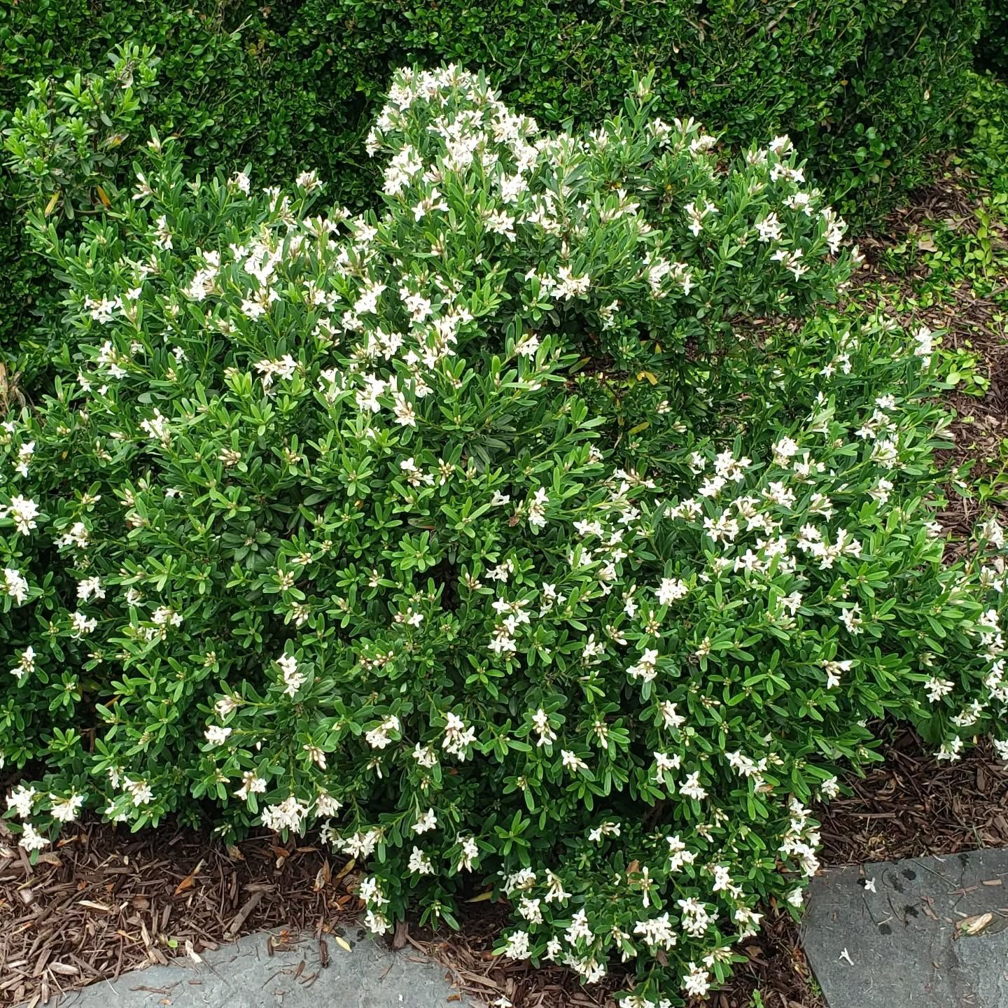  for Clean Cut Lawns & Landscaping in Dickerson, MD