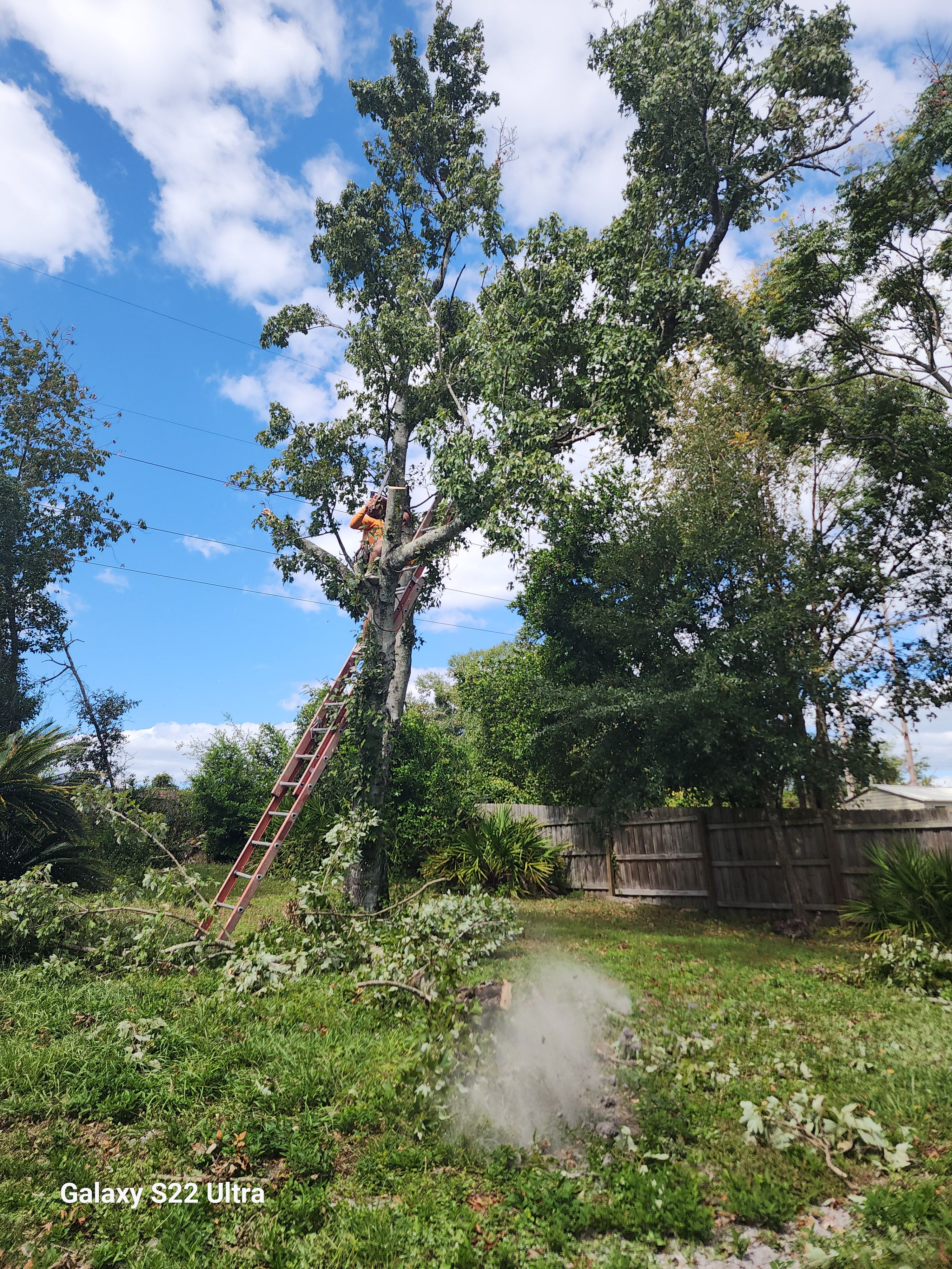 All Photos for Highlife Tree Care And Landscaping in Altamonte Springs, FL