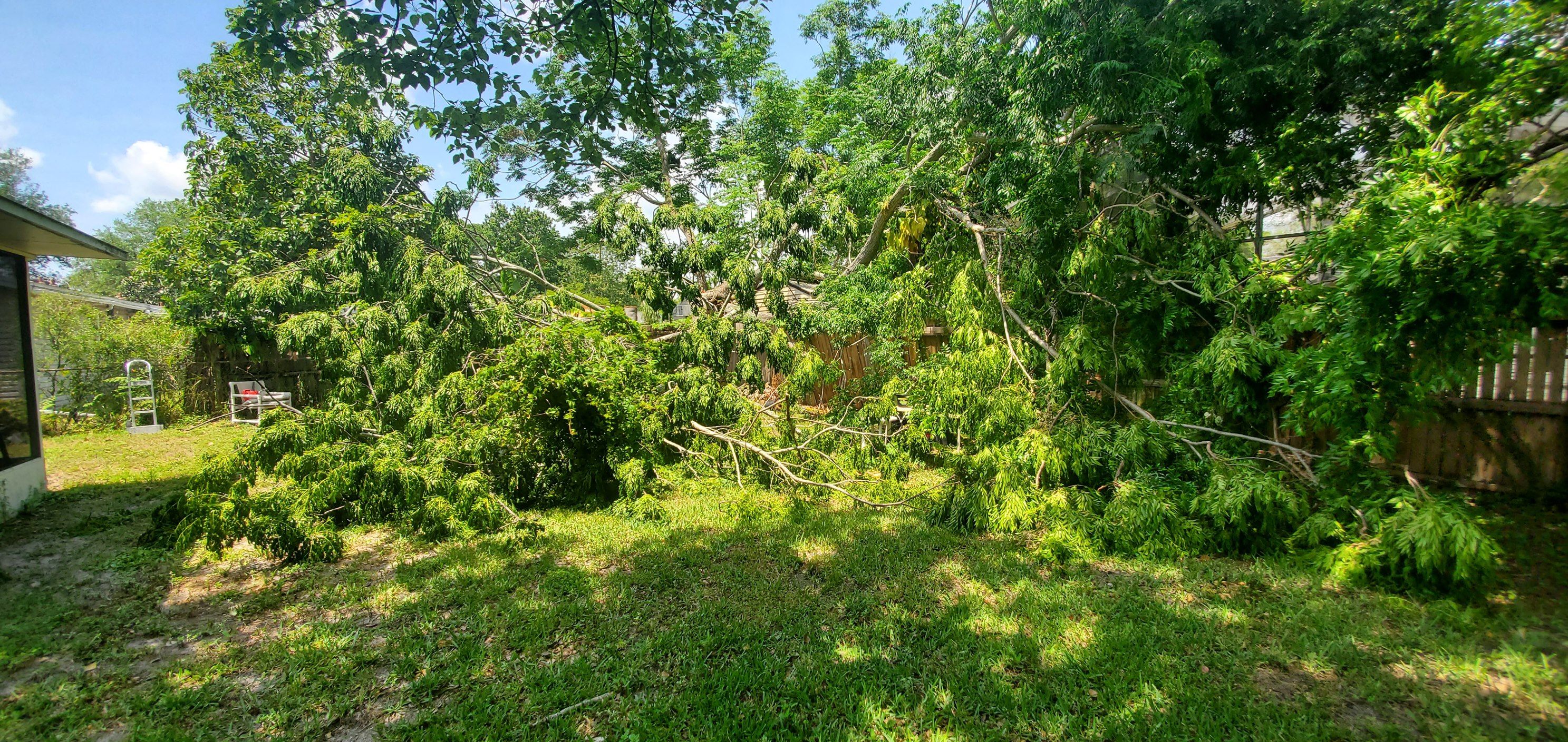 All Photos for Highlife Tree Care And Landscaping in Altamonte Springs, FL