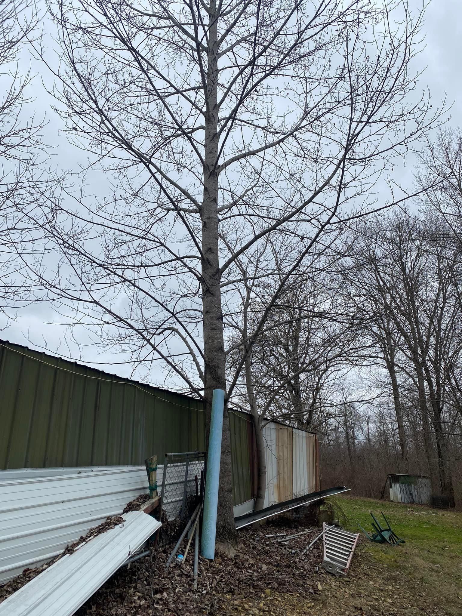 Fall and Spring Clean Up for Atwood’s Tree Care in Liberty,  KY