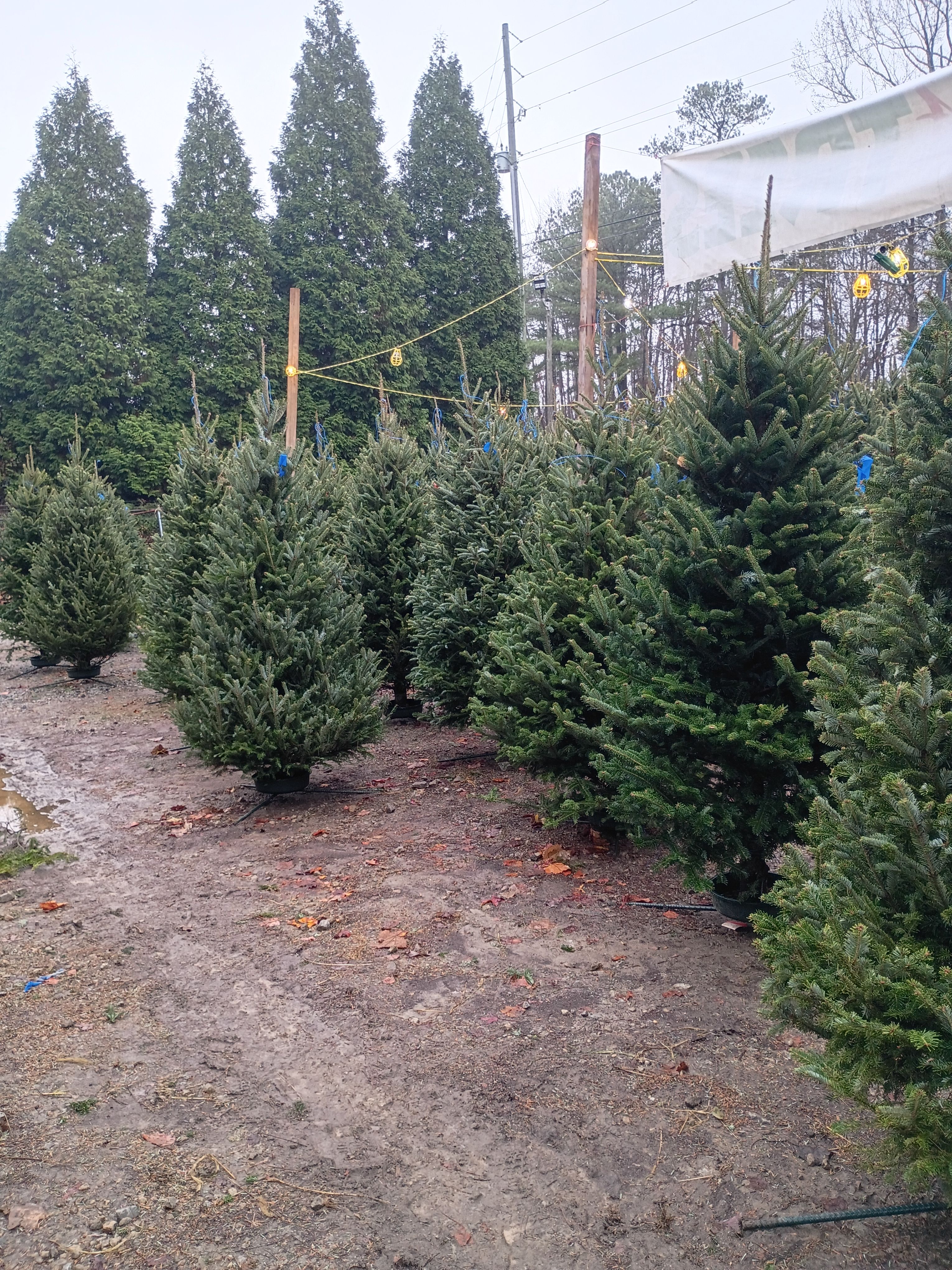 All Photos for BAM Another Pinestraw Lot in Flowery Branch, GA